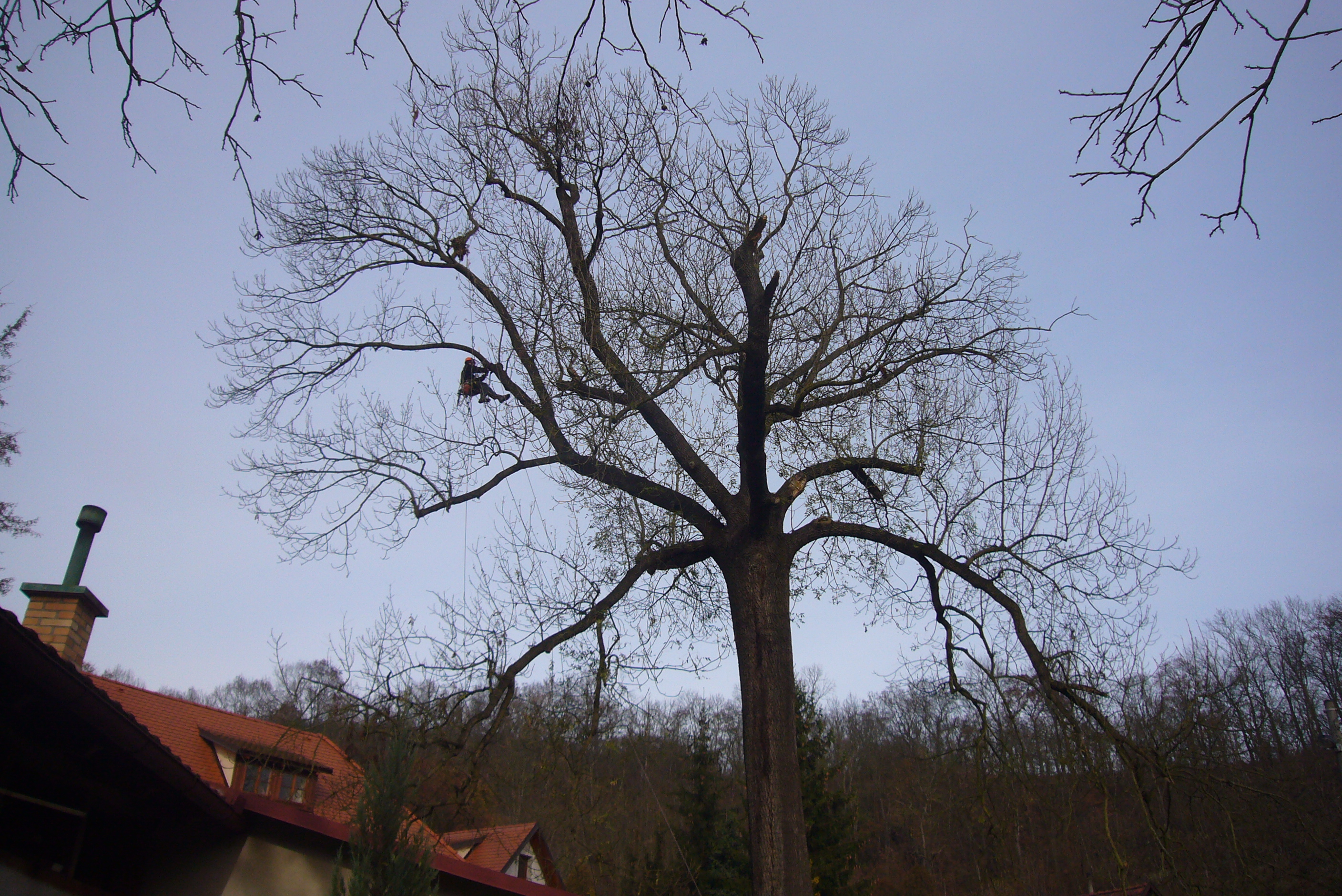 Arboristika Kohout foto 6