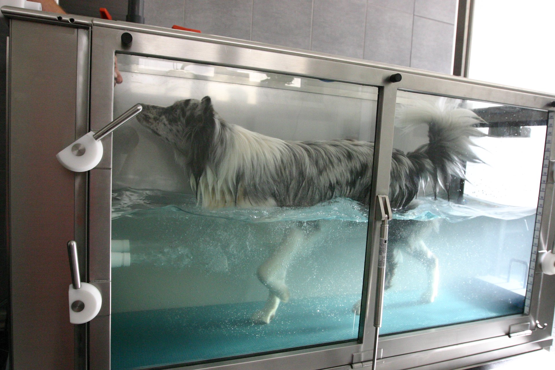 Canine Centrum foto 2