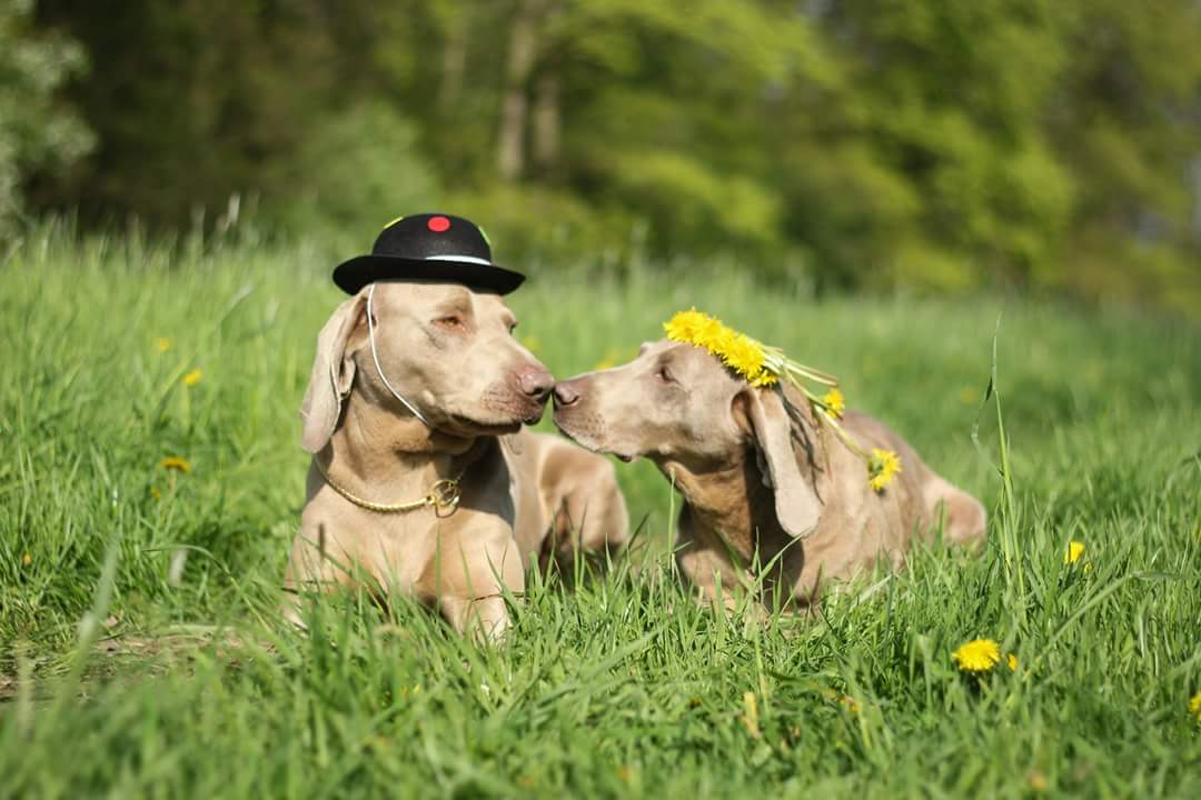 Psí školka, škola SAMBI foto 3