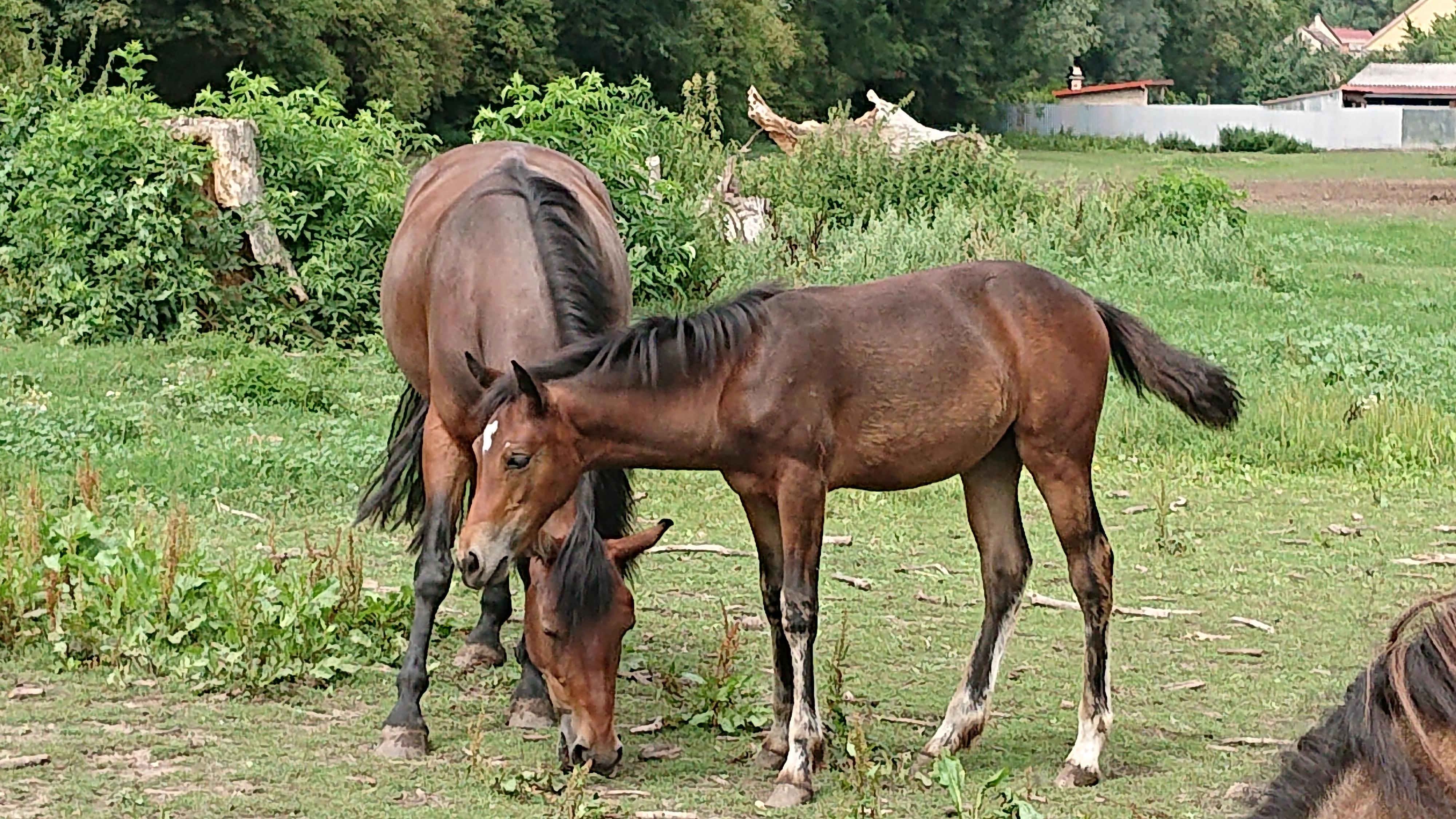 Diamond Czech Pony foto 4