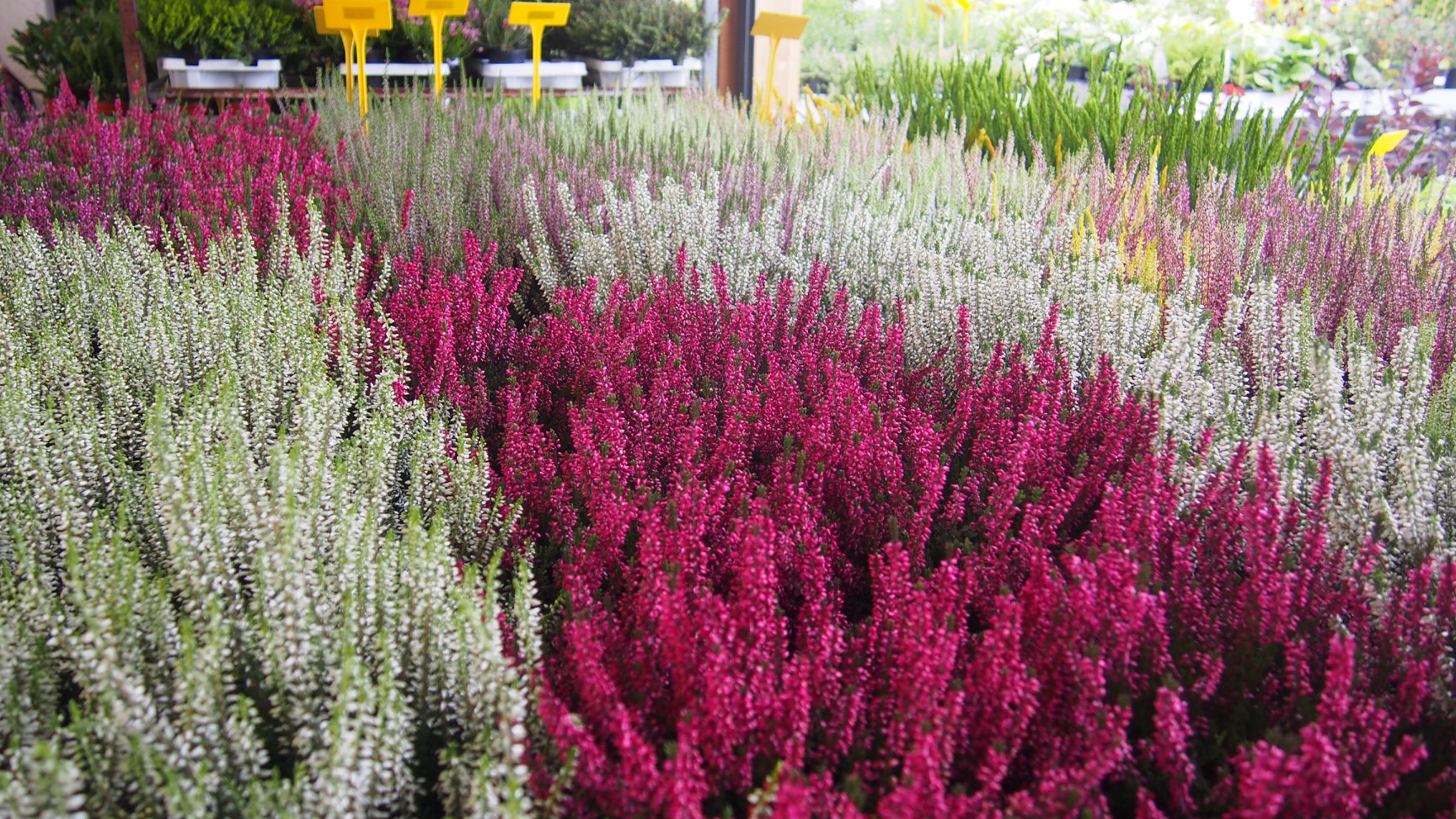 Zahradní centrum "Strakovo" s.r.o. foto 6