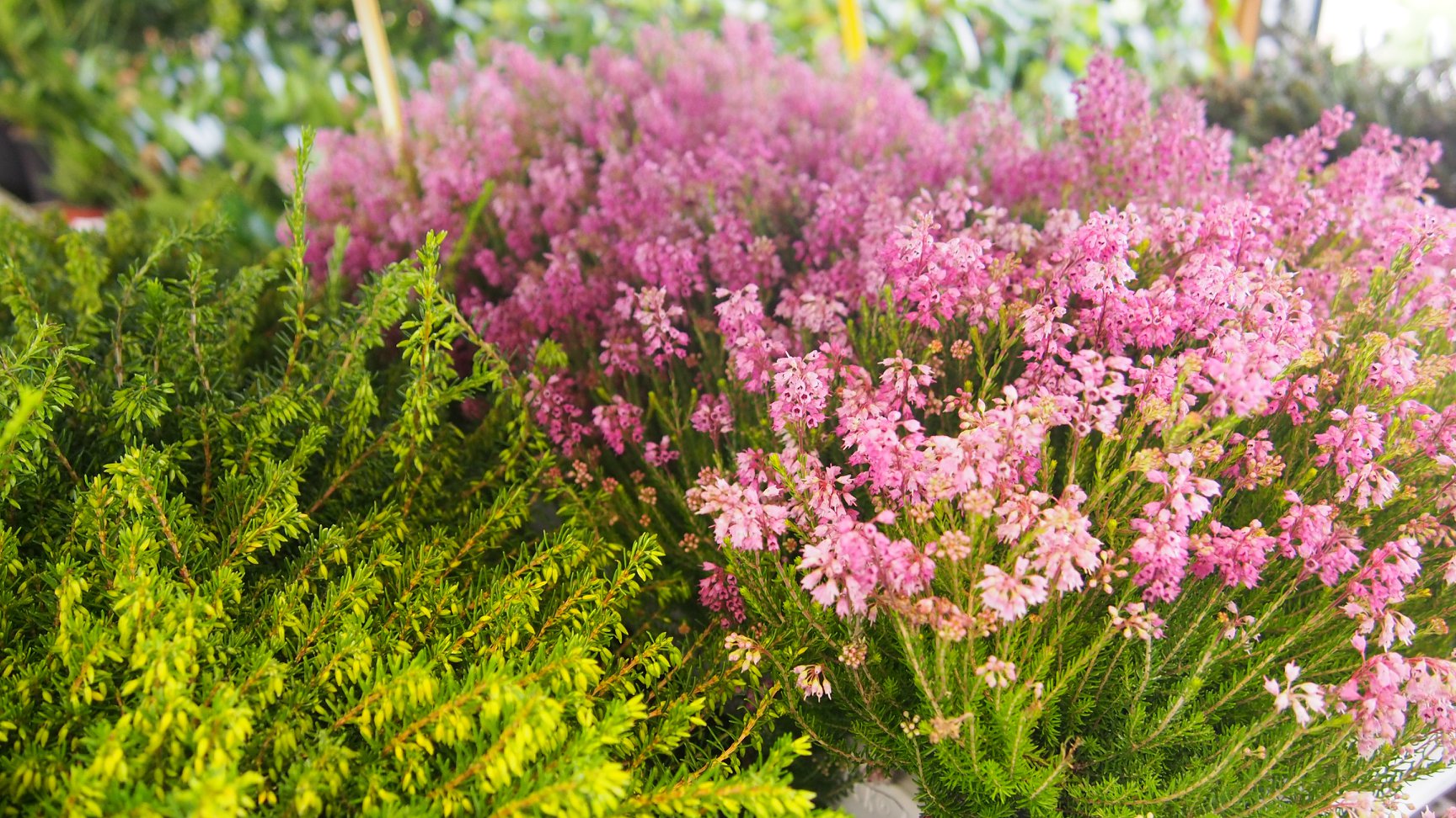 Zahradní centrum "Strakovo" s.r.o. foto 6