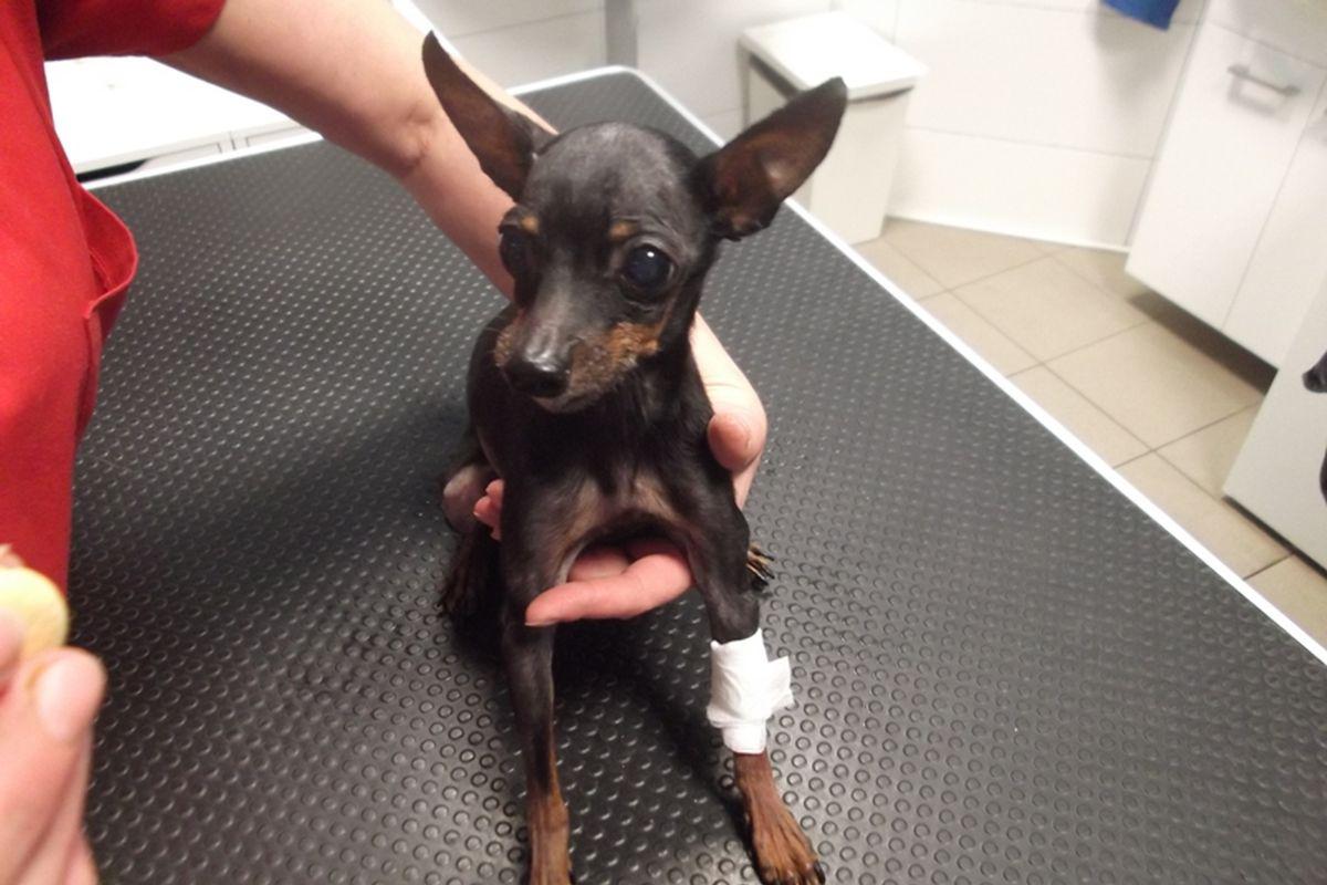 Veterinární klinika VETLIFE, s.r.o.