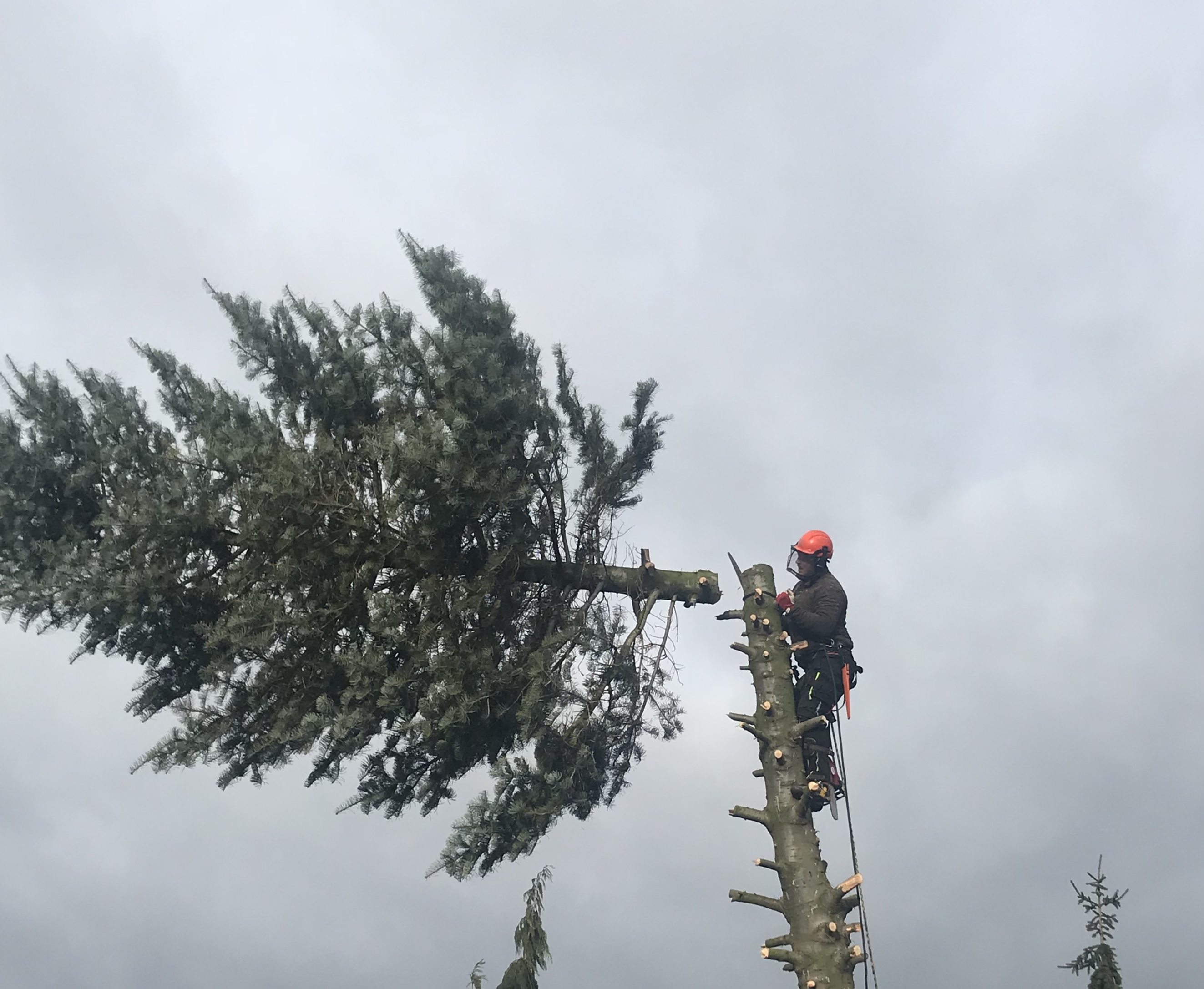 Rizikové Kácení - Tomáš Hauerland foto 2