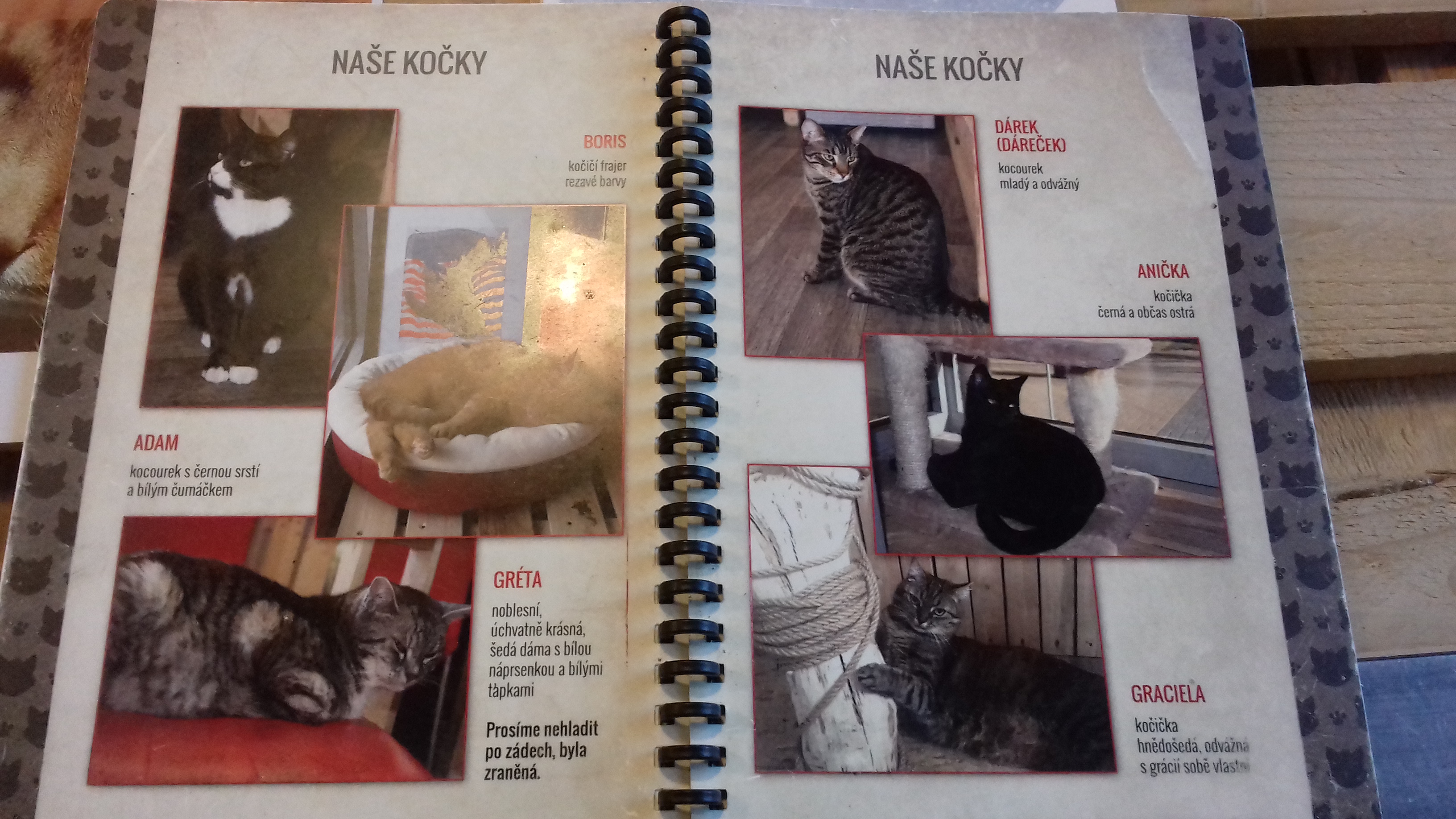 Kočičí kavárna Pohoda foto 6