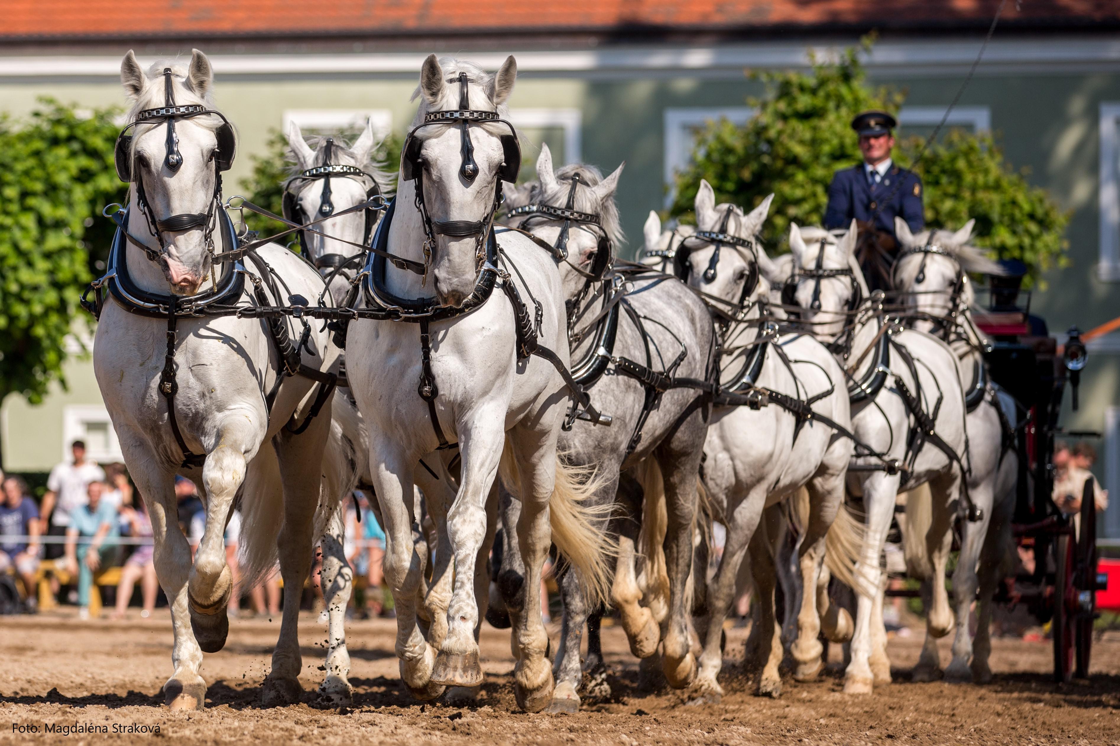 Národní hřebčín Kladruby nad Labem, státní příspěvková organizace
