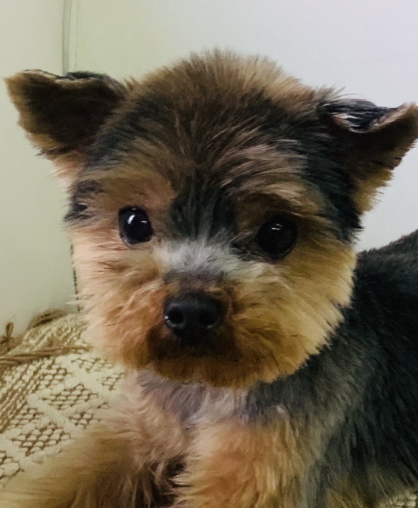 Psí salon Archie foto 3