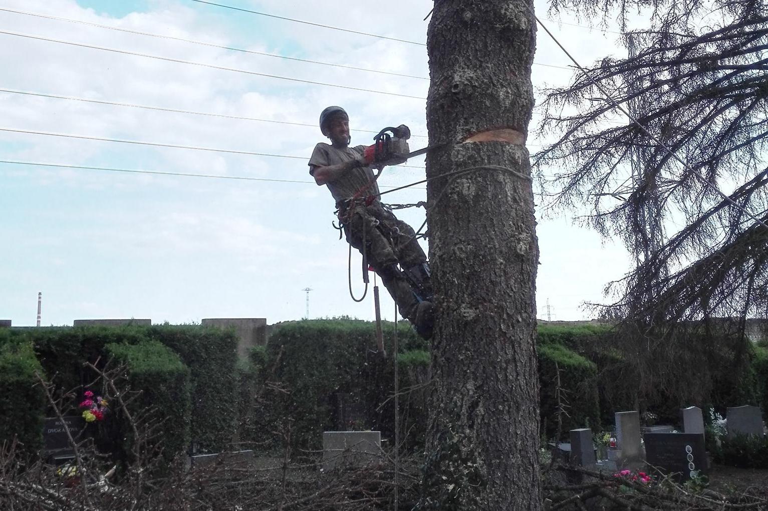 Arboristika Petr Míšek