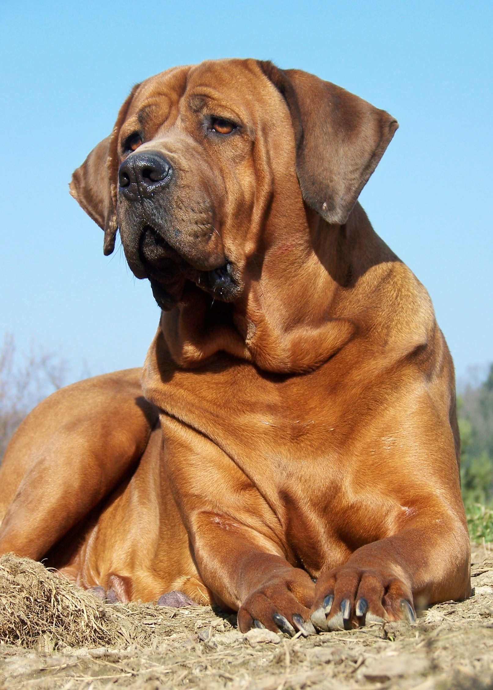 Chovatelská stanice plemene TOSA INU foto 4