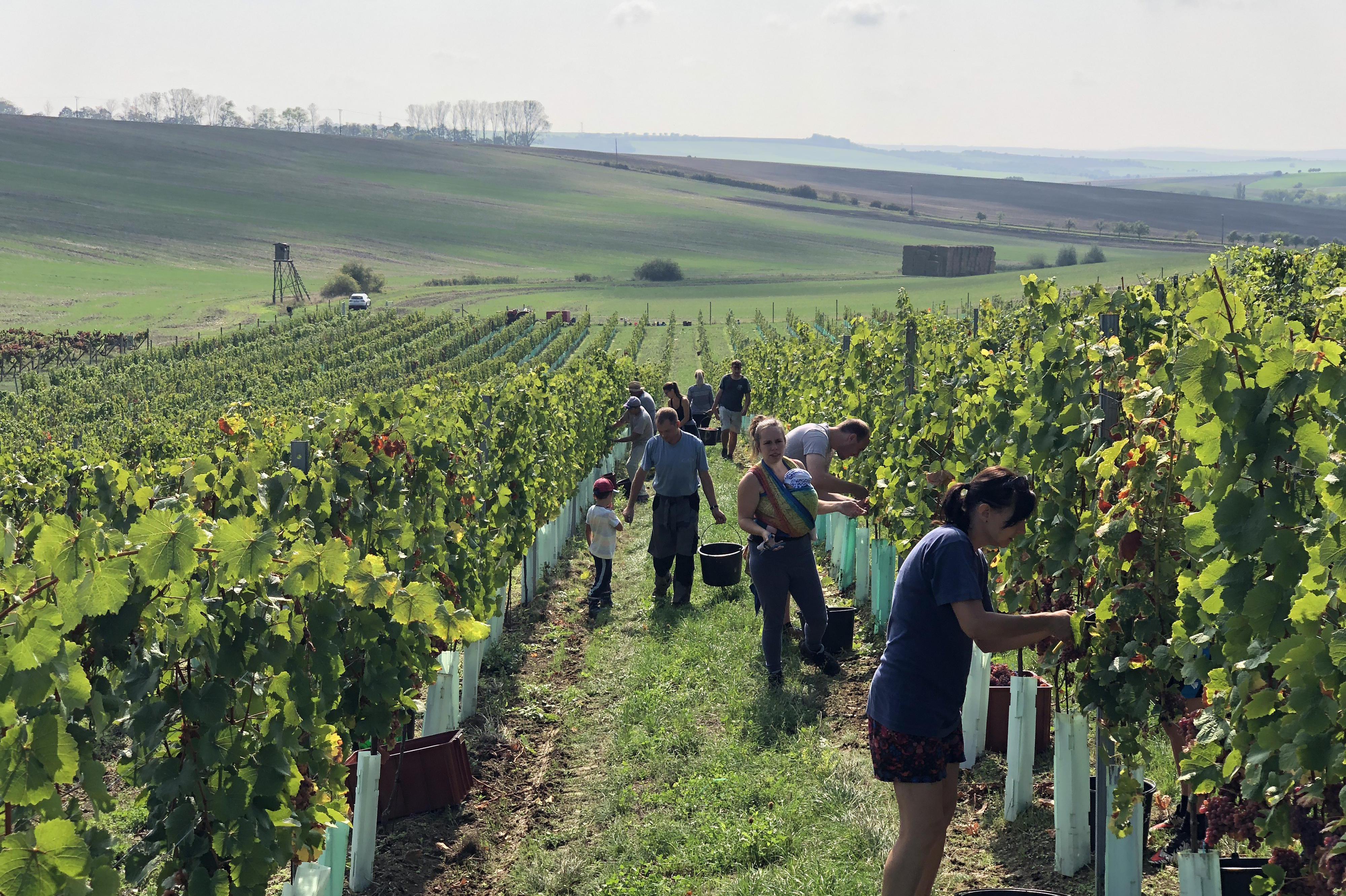 Vinařství U Křížů