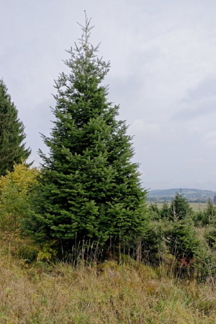 Ozdobný klest a Vánoční stromky - Vladimír Trojan foto 2