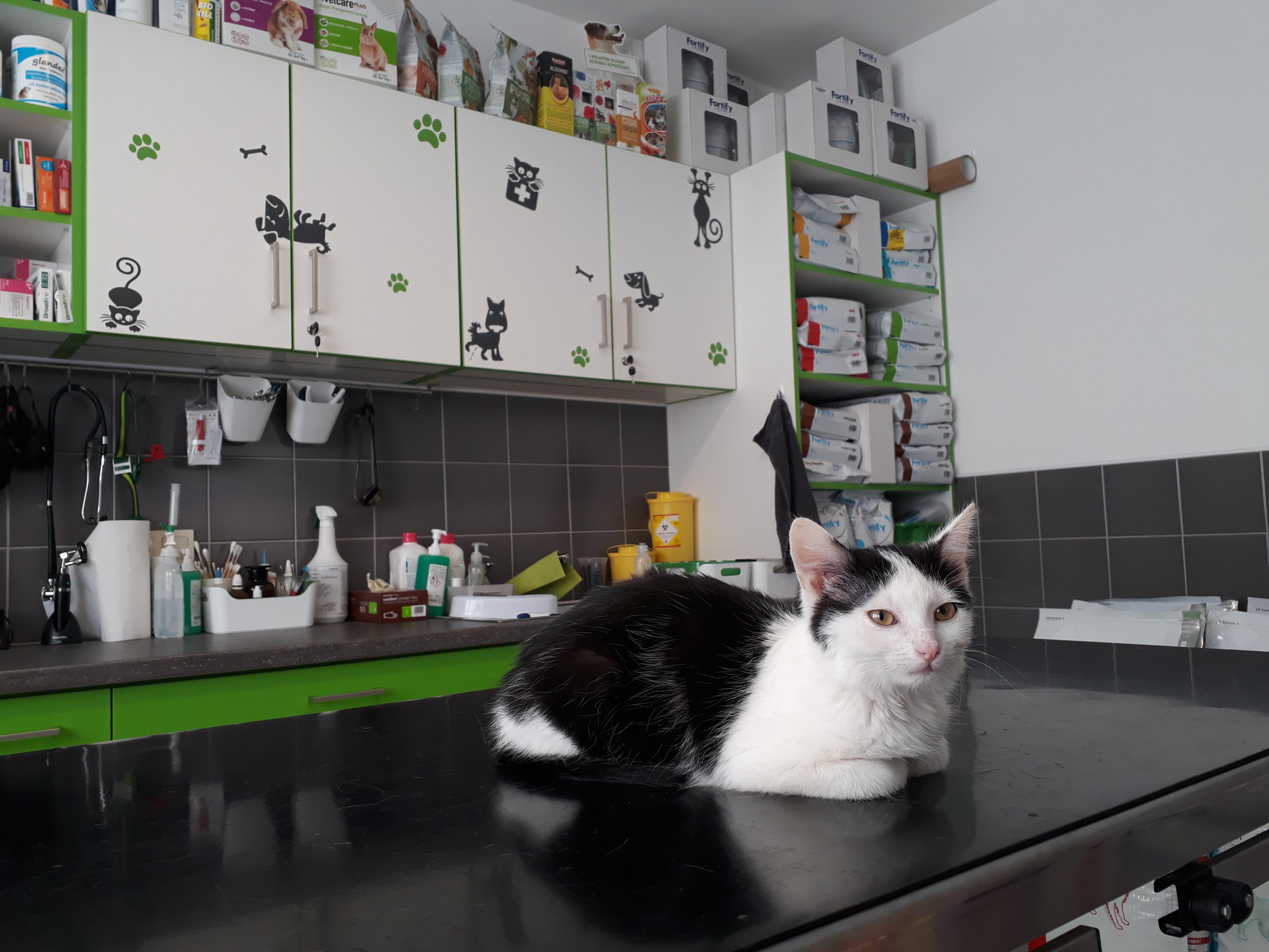 Veterinární ordinace Pod Hradem - MVDr. Pavlína Stoklásková foto 2