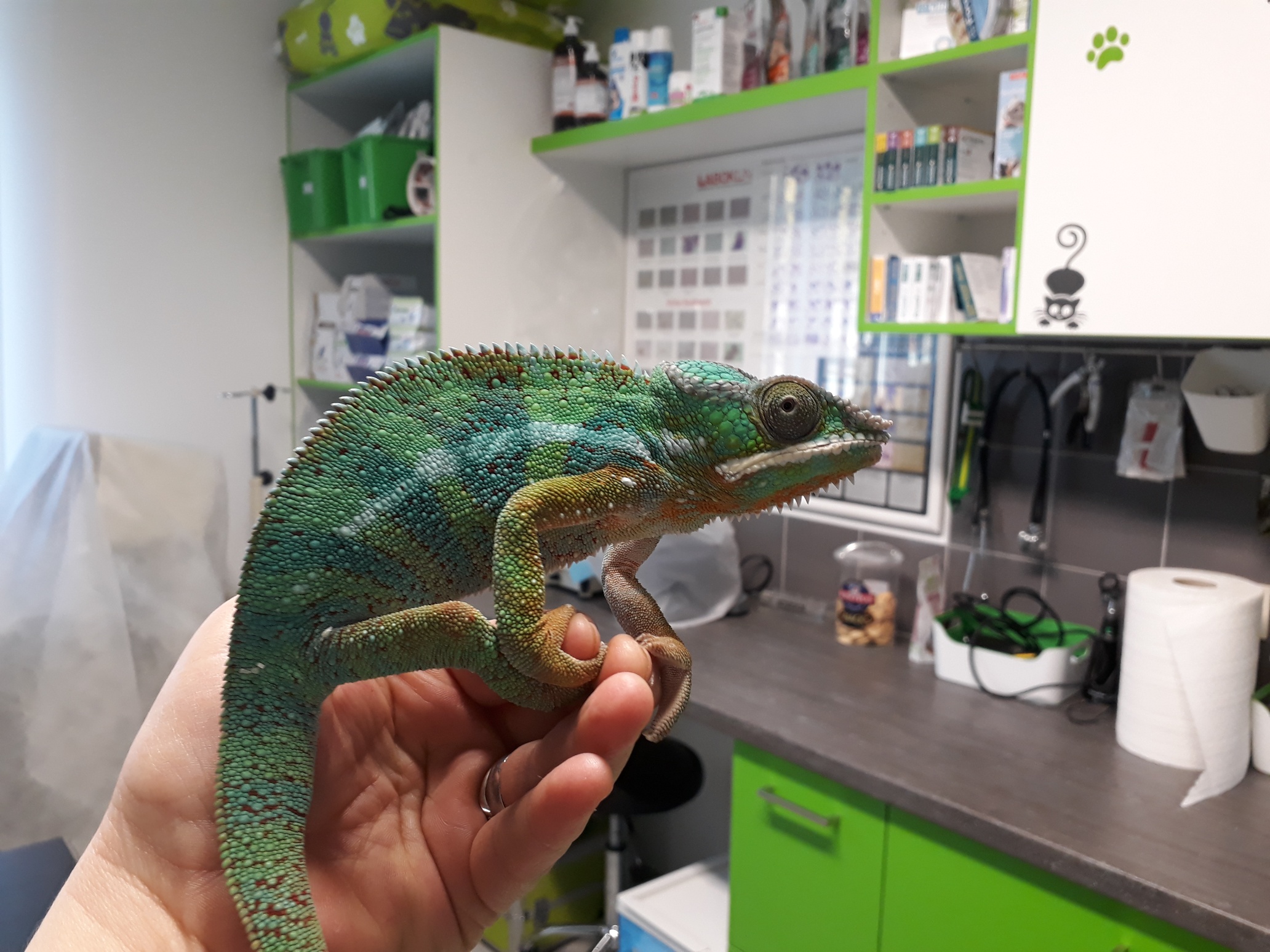 Veterinární ordinace Pod Hradem - MVDr. Pavlína Stoklásková foto 4