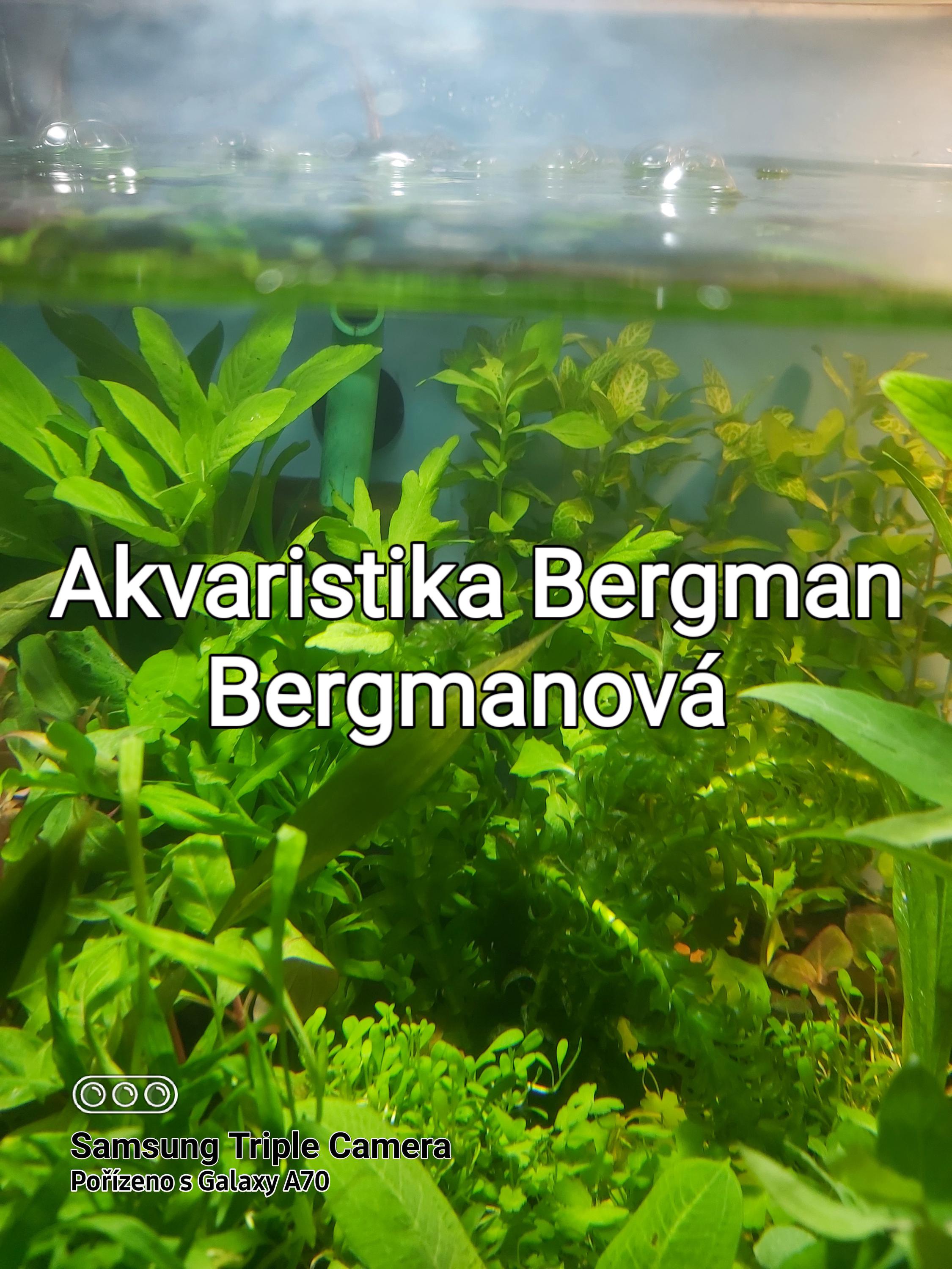 Akvaristika Bergman Bergmanová foto 2