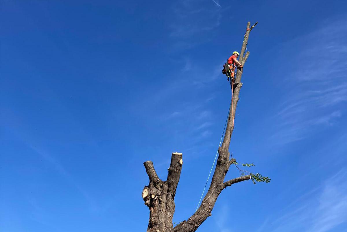 Petr Indra - Stromolezecké práce