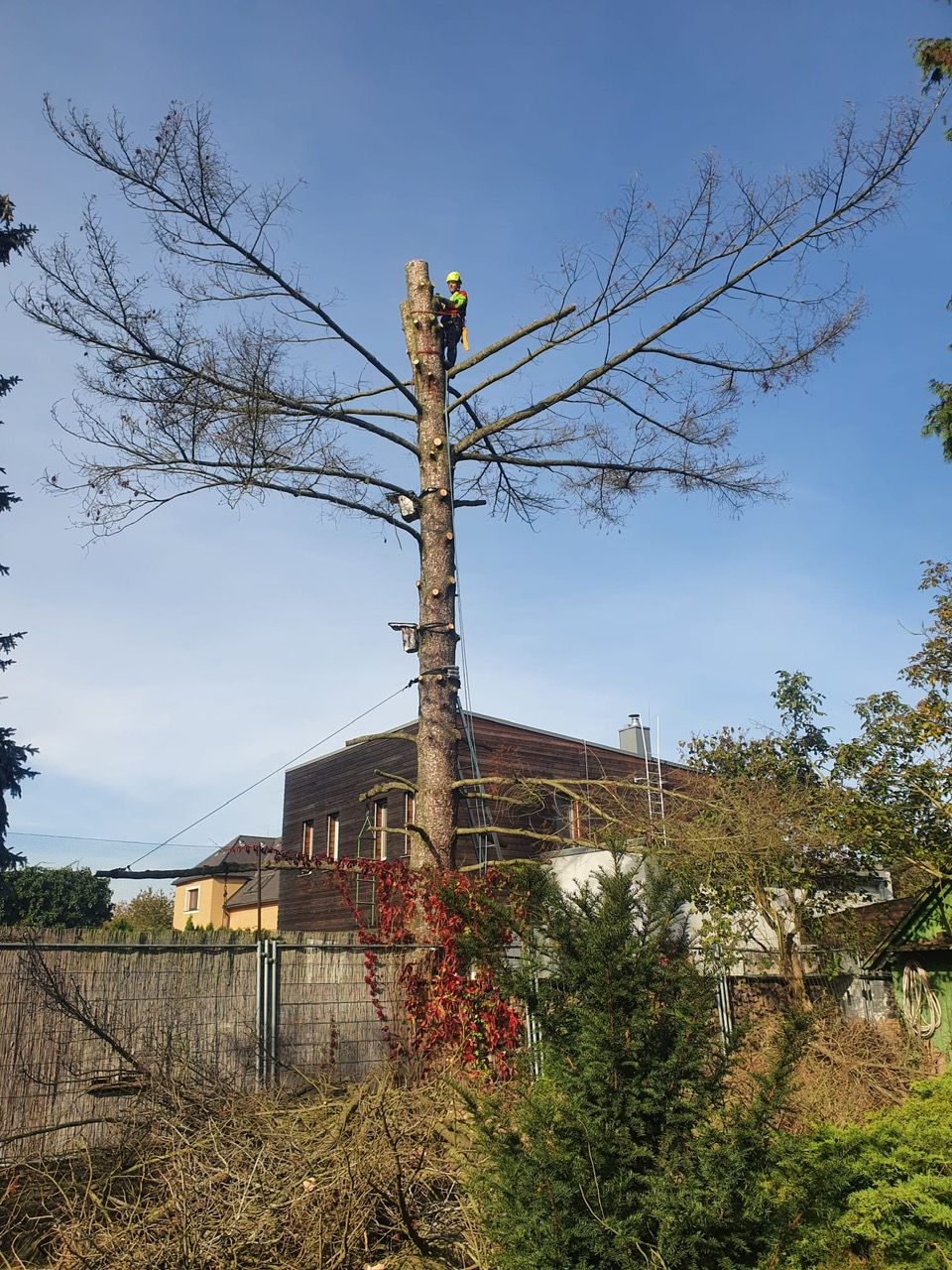 ARBEX - Prořezy a rizikové kácení stromů foto 5