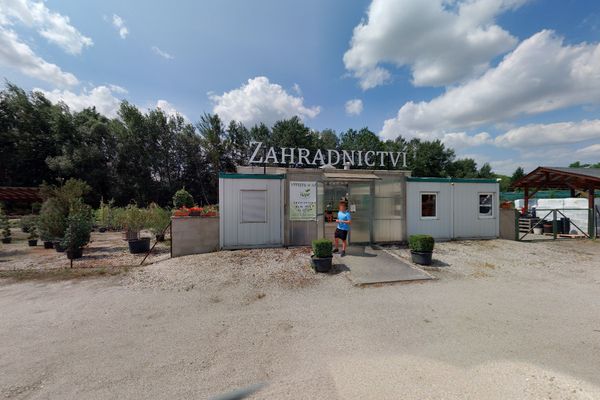 Thuje Plzen (zelenými jehlicemi, živé ploty, kultivary thuje) Thuje Plzen