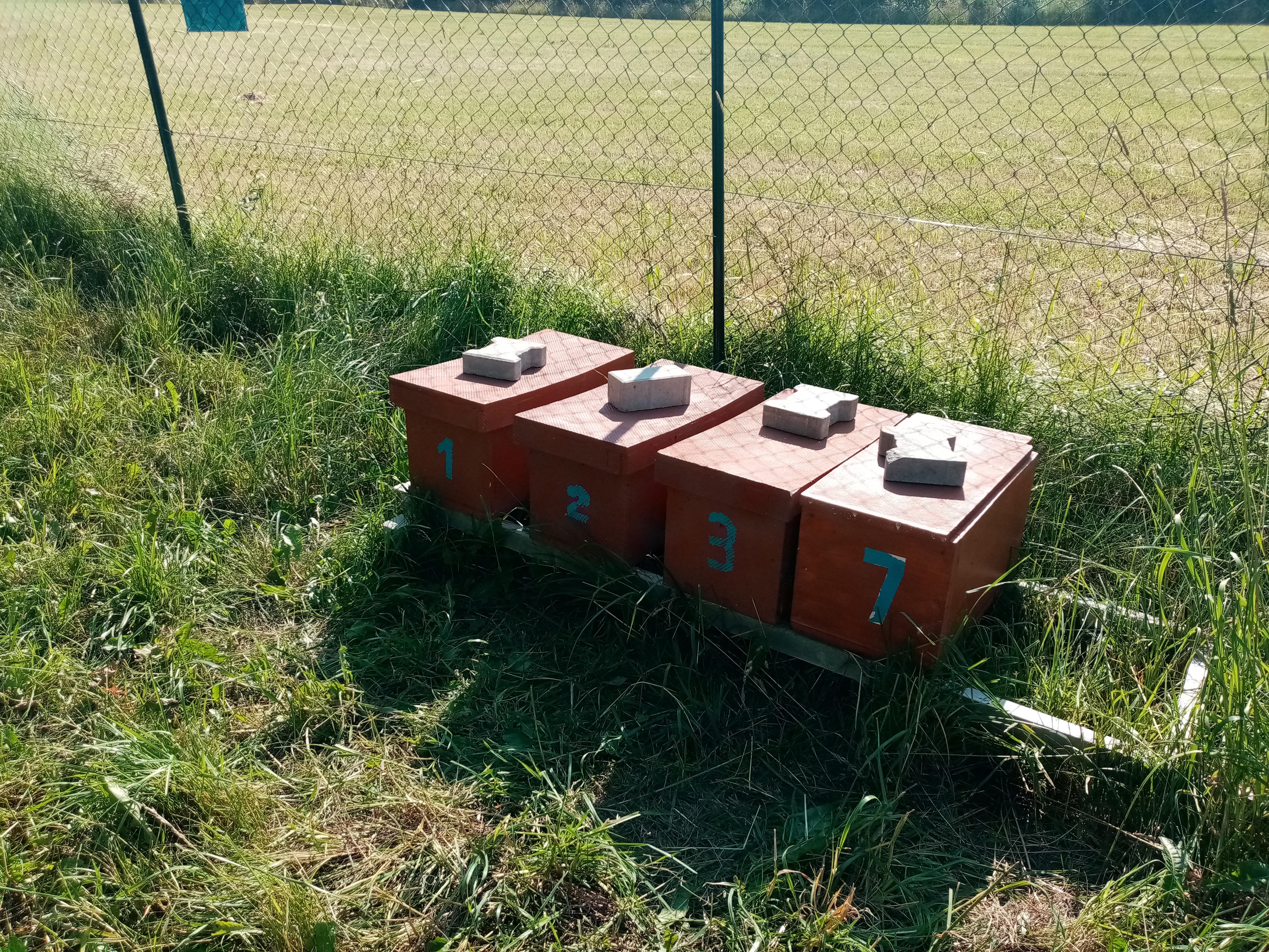 Medvídkův med foto 5