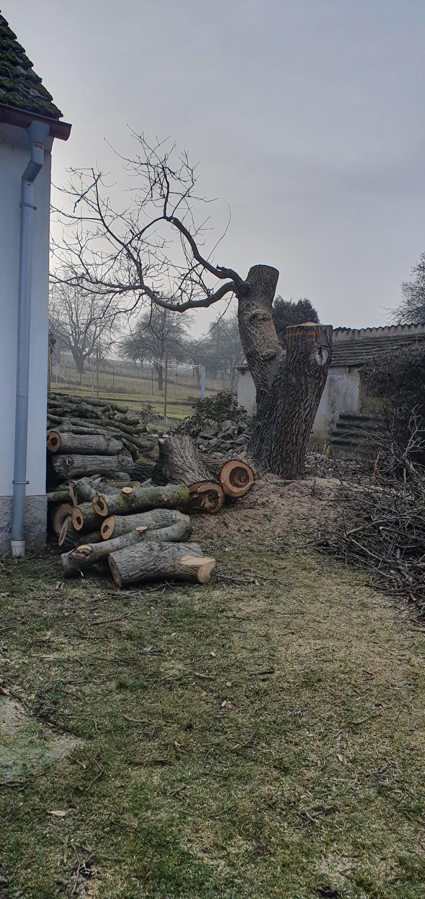 Rizikové kácení Milan Tolar foto 3