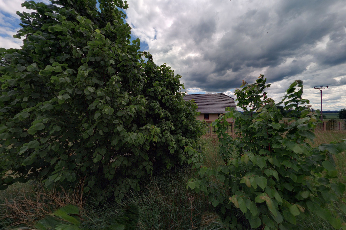 Pila-Kadeřávek foto 5
