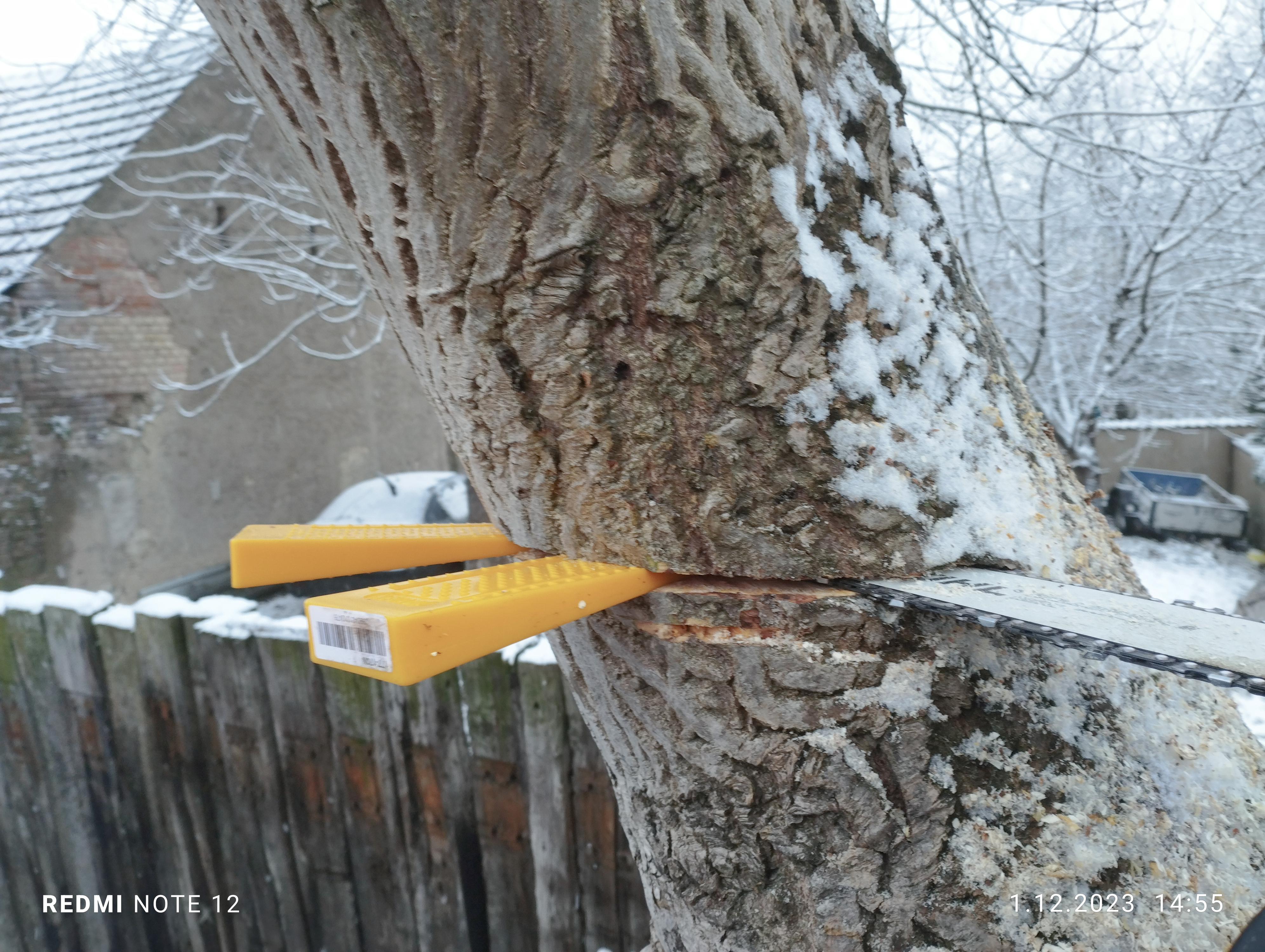 Rizikové kácení stromů Miloslav Rezler foto 2