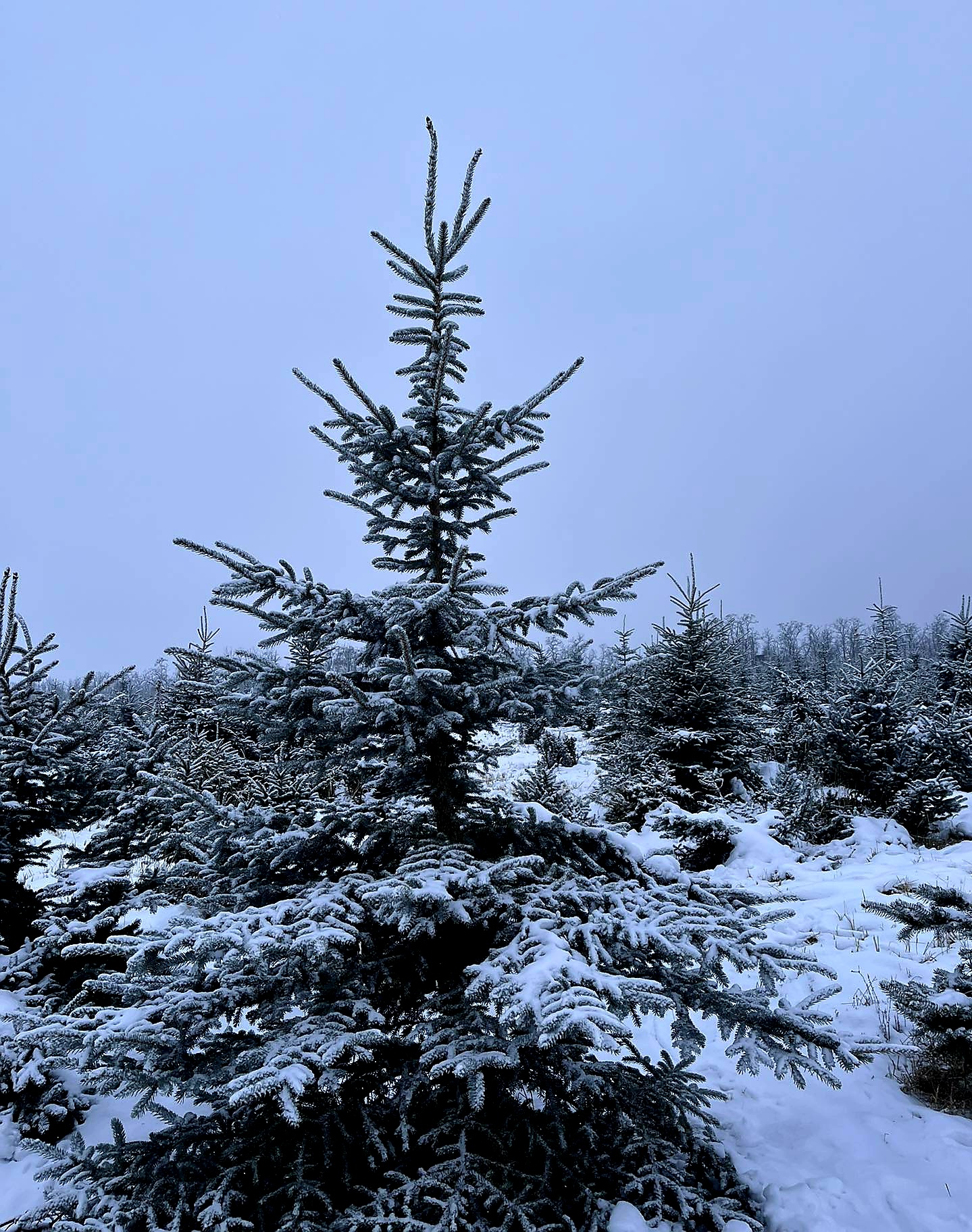 Plantáž vánočních stromků Hodonice foto 4