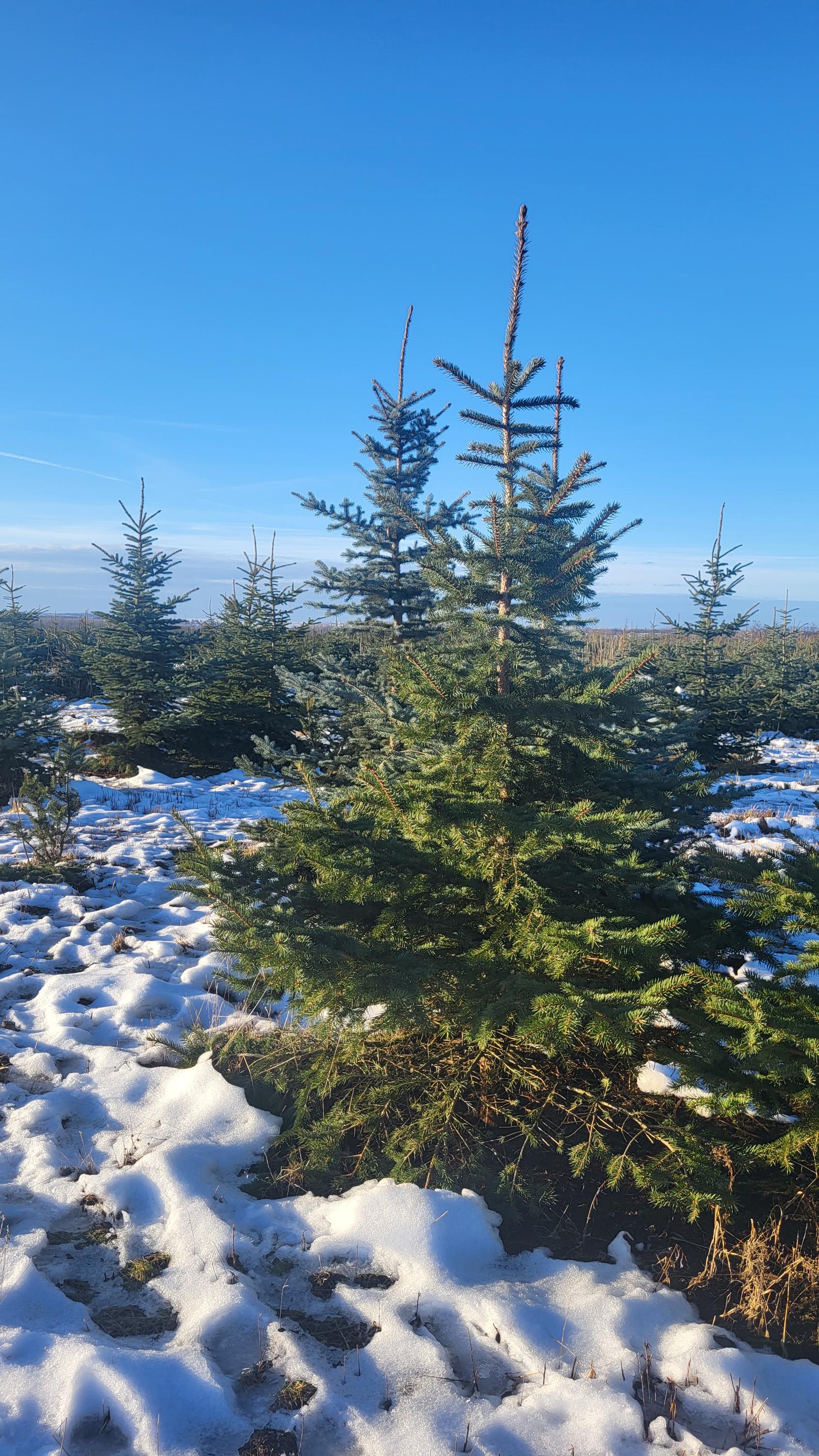 Plantáž vánočních stromků Hodonice foto 6