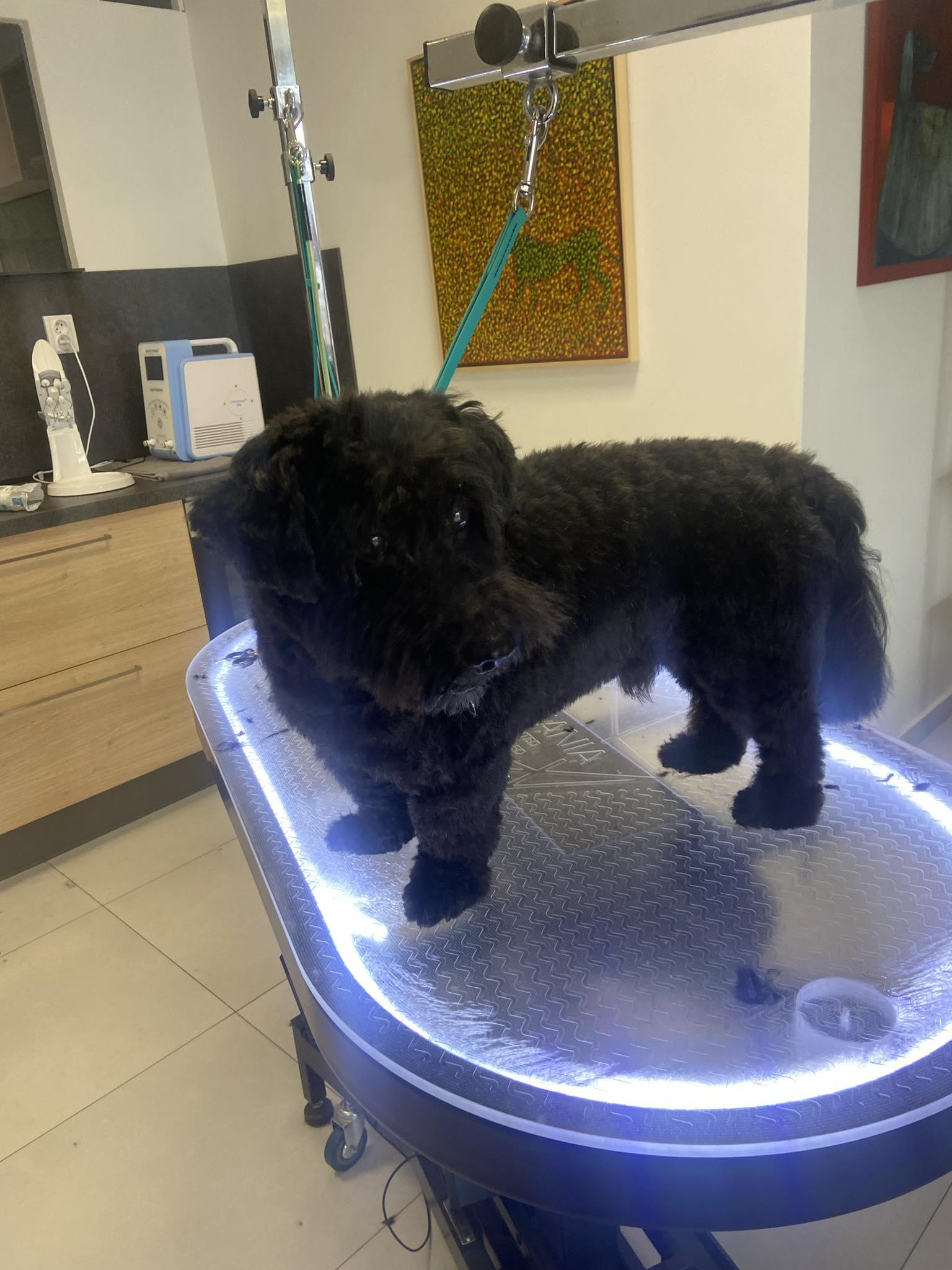 Adina - psí salon a wellness foto 5