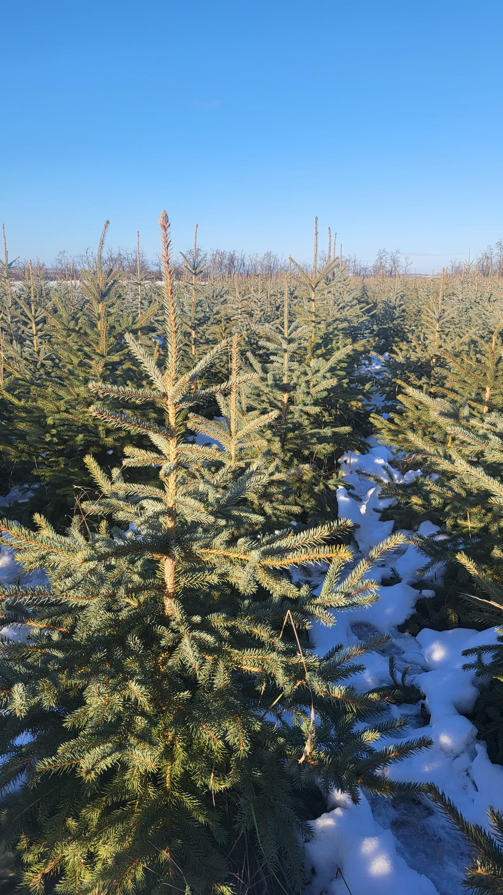 Plantáž vánočních stromků Hodonice foto 3