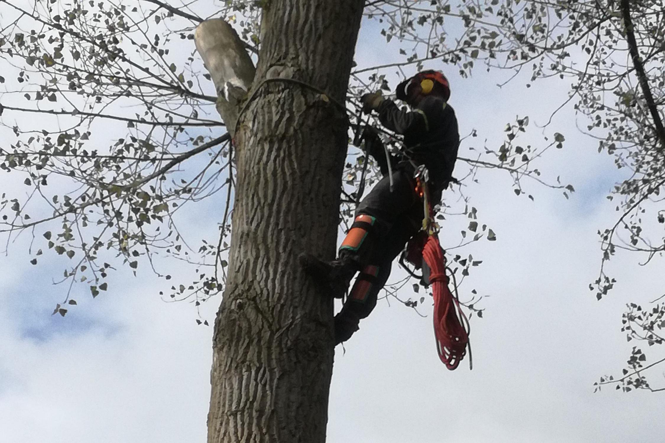 Antonín Vaněk - Drvoštěp