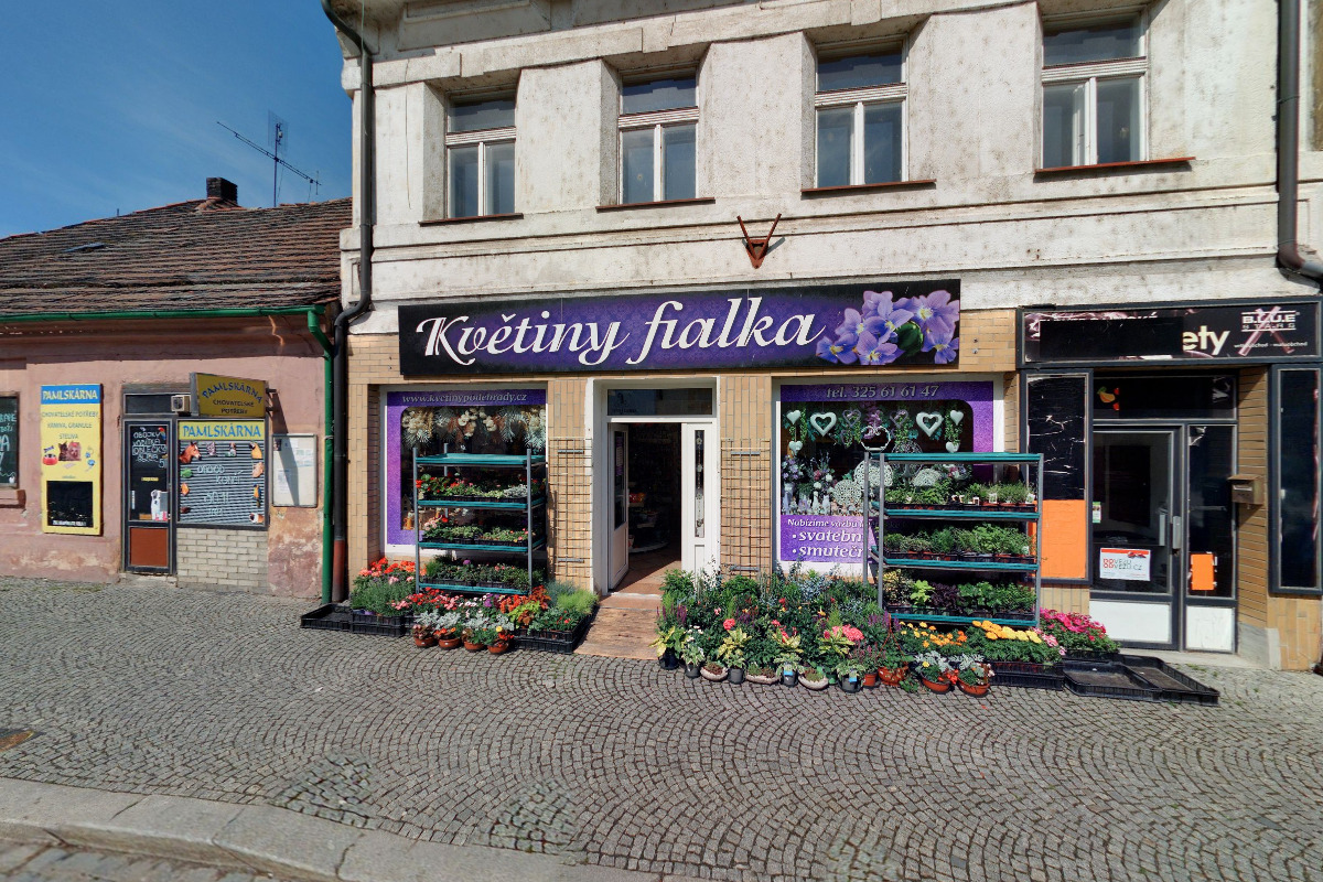 Květiny fialka foto 2