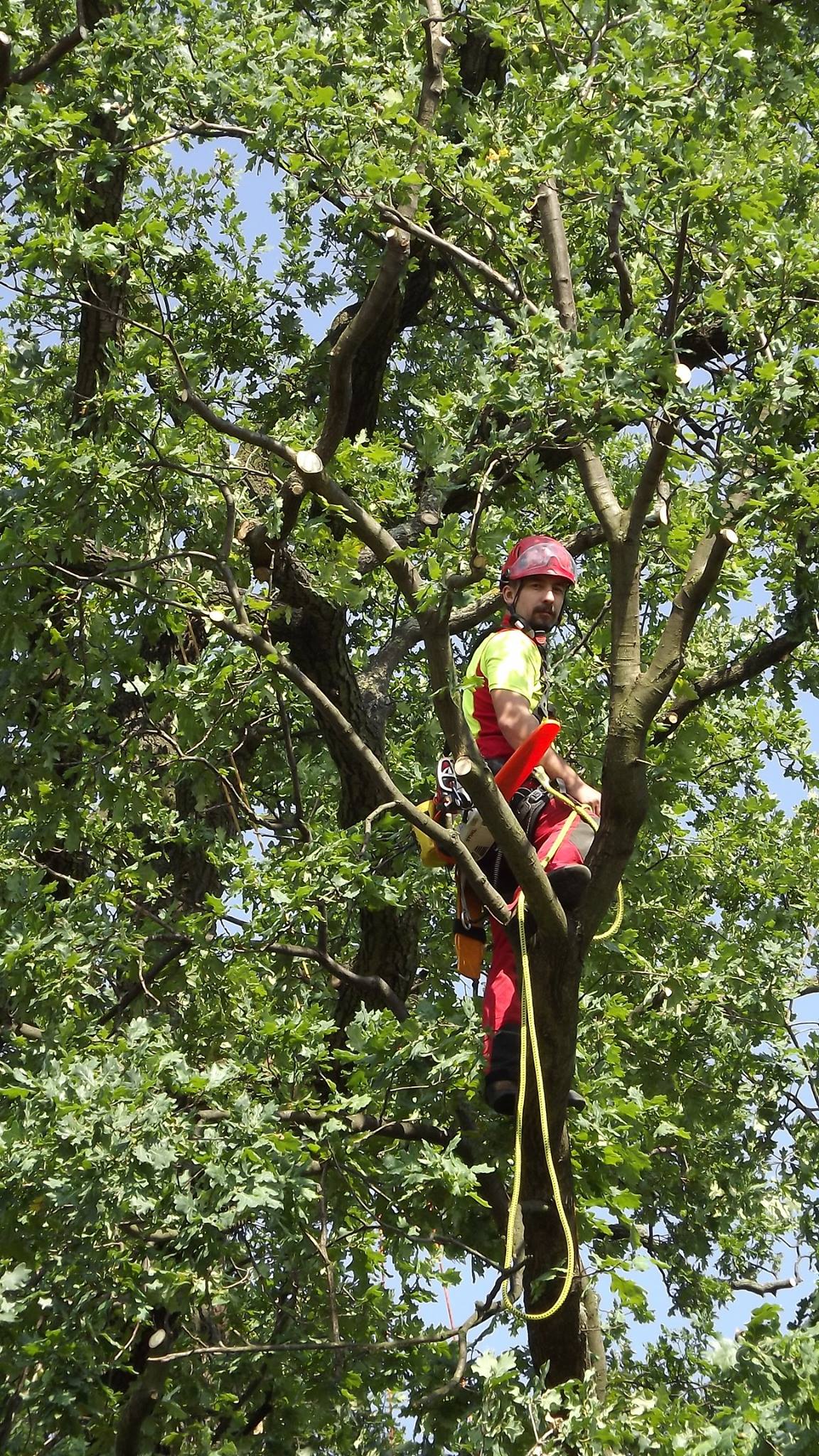 Ondřej Záhora - Arboristická činnost foto 4
