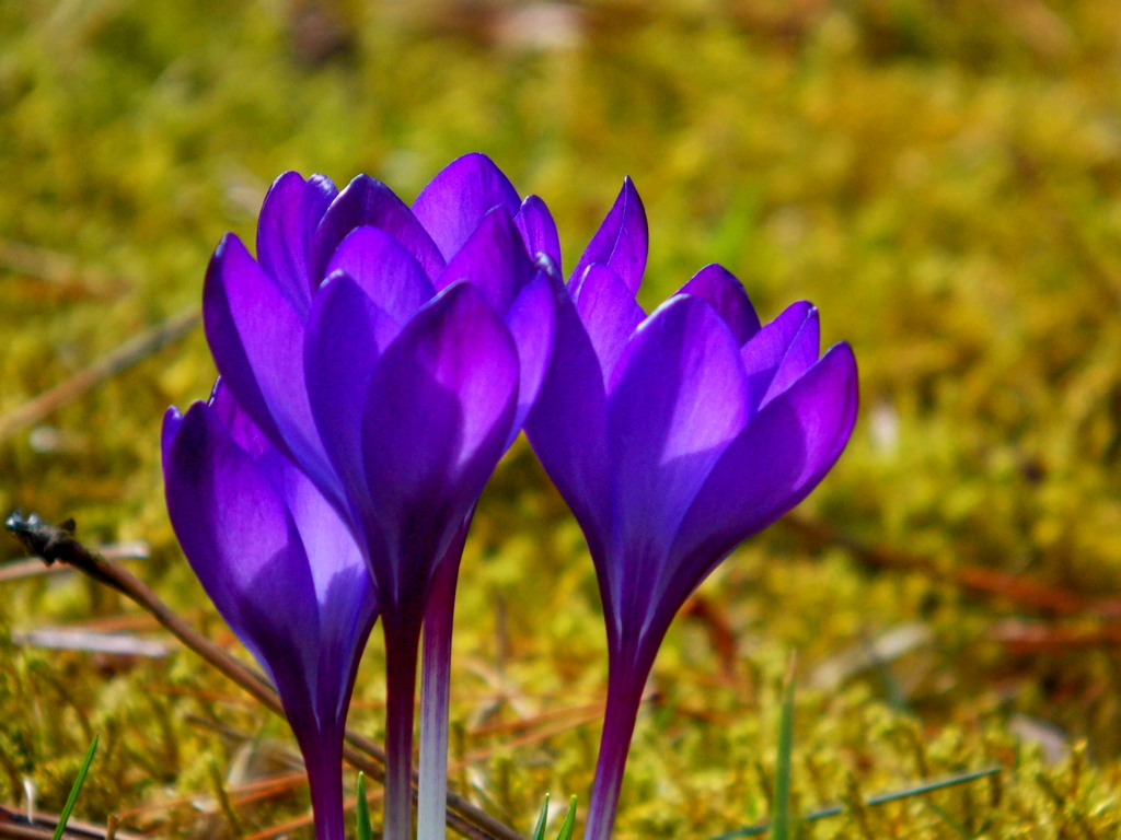 Botanická zahrada při VOŠ a SZEŠ v Táboře foto 6