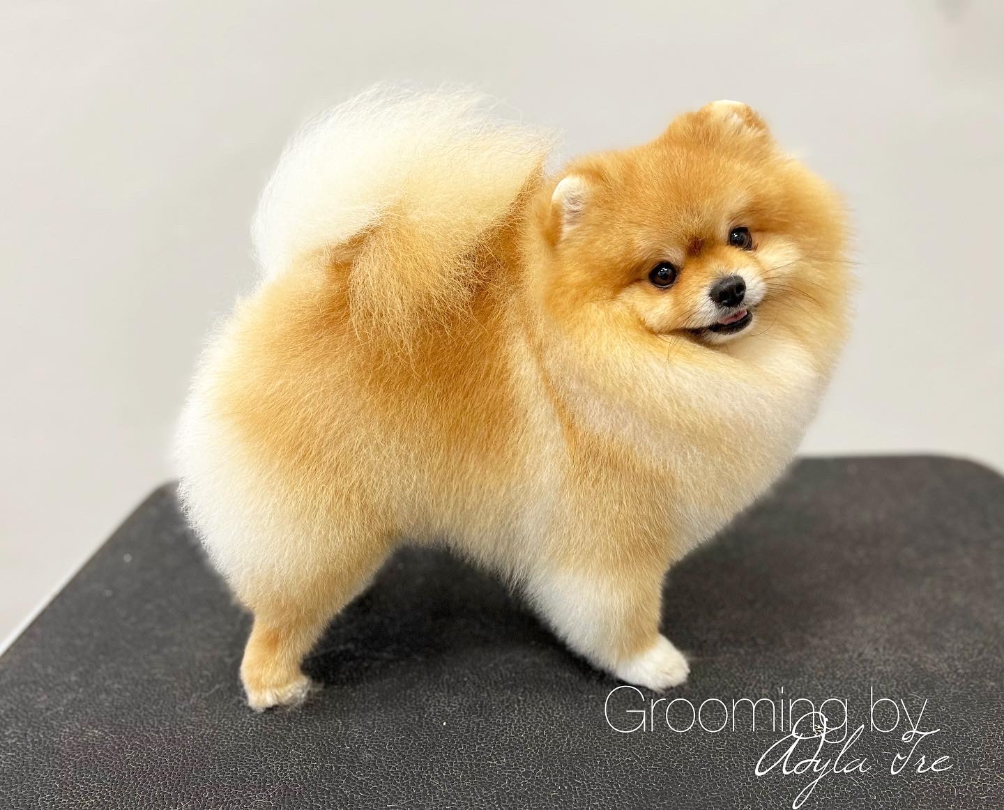 ADYLA TRE PREMIUM DOG SERVICES foto 4