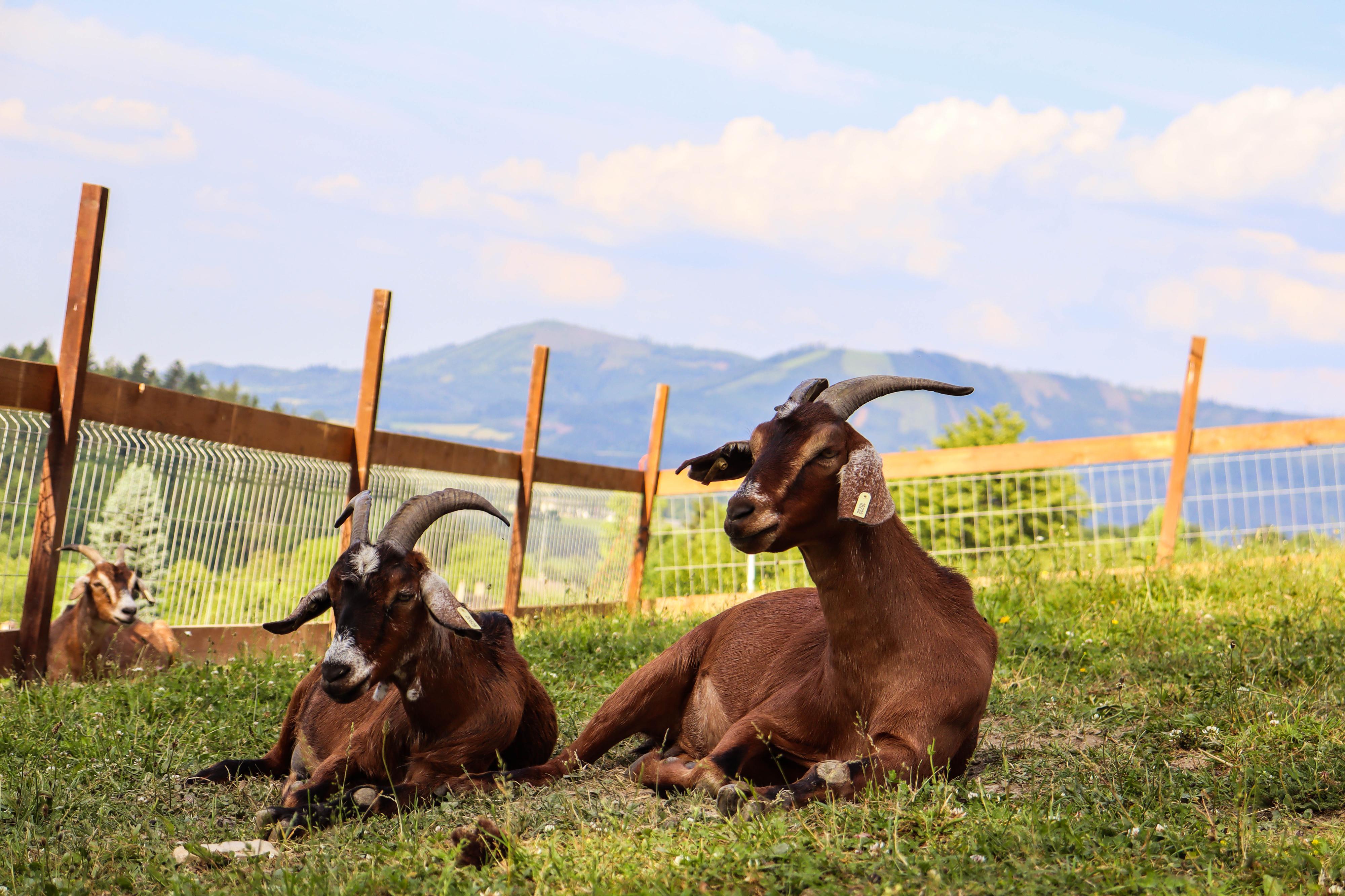 Horečky ranč dětské zoo foto 5