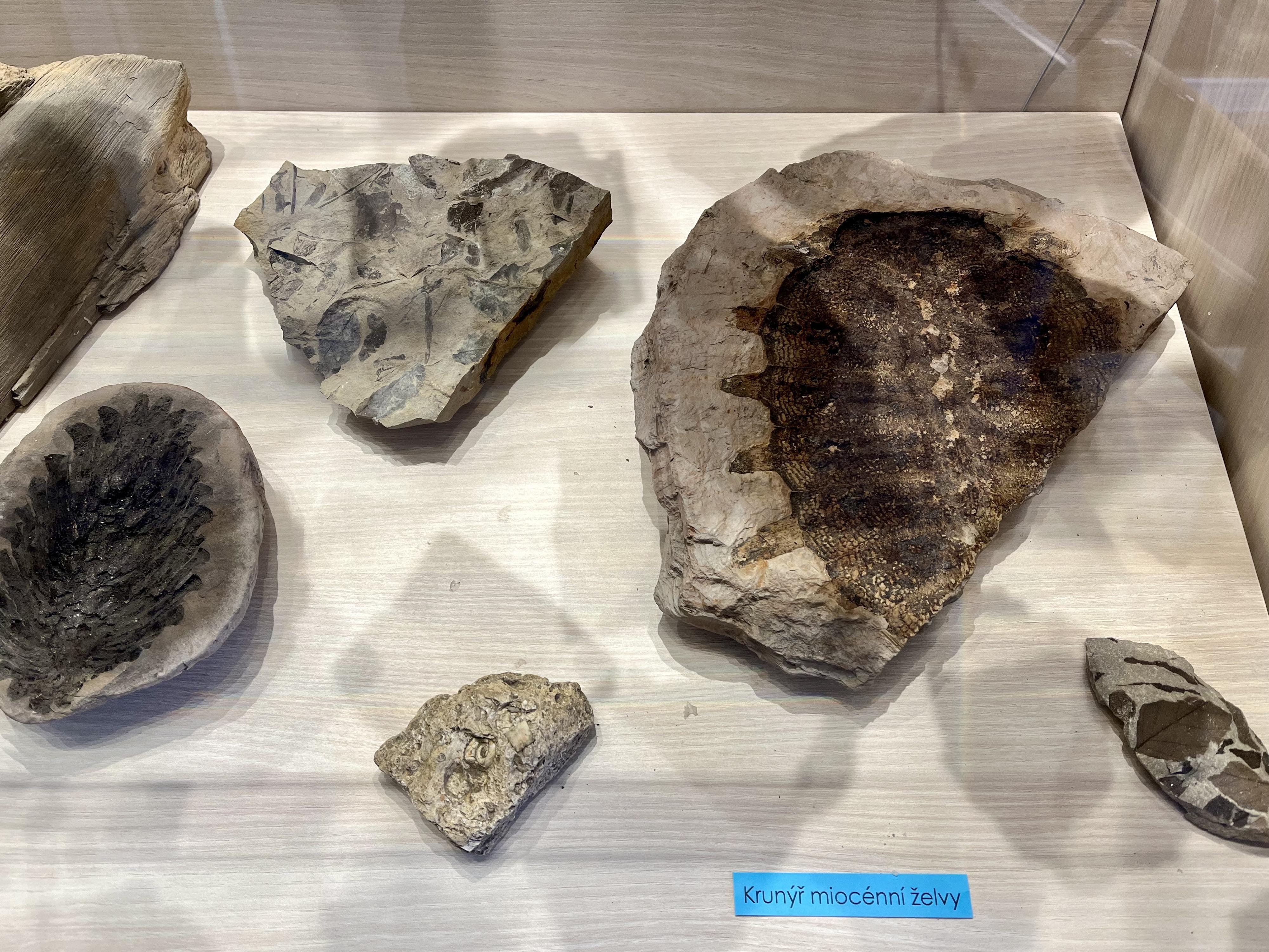 Oblastní muzeum v Lounech foto 4