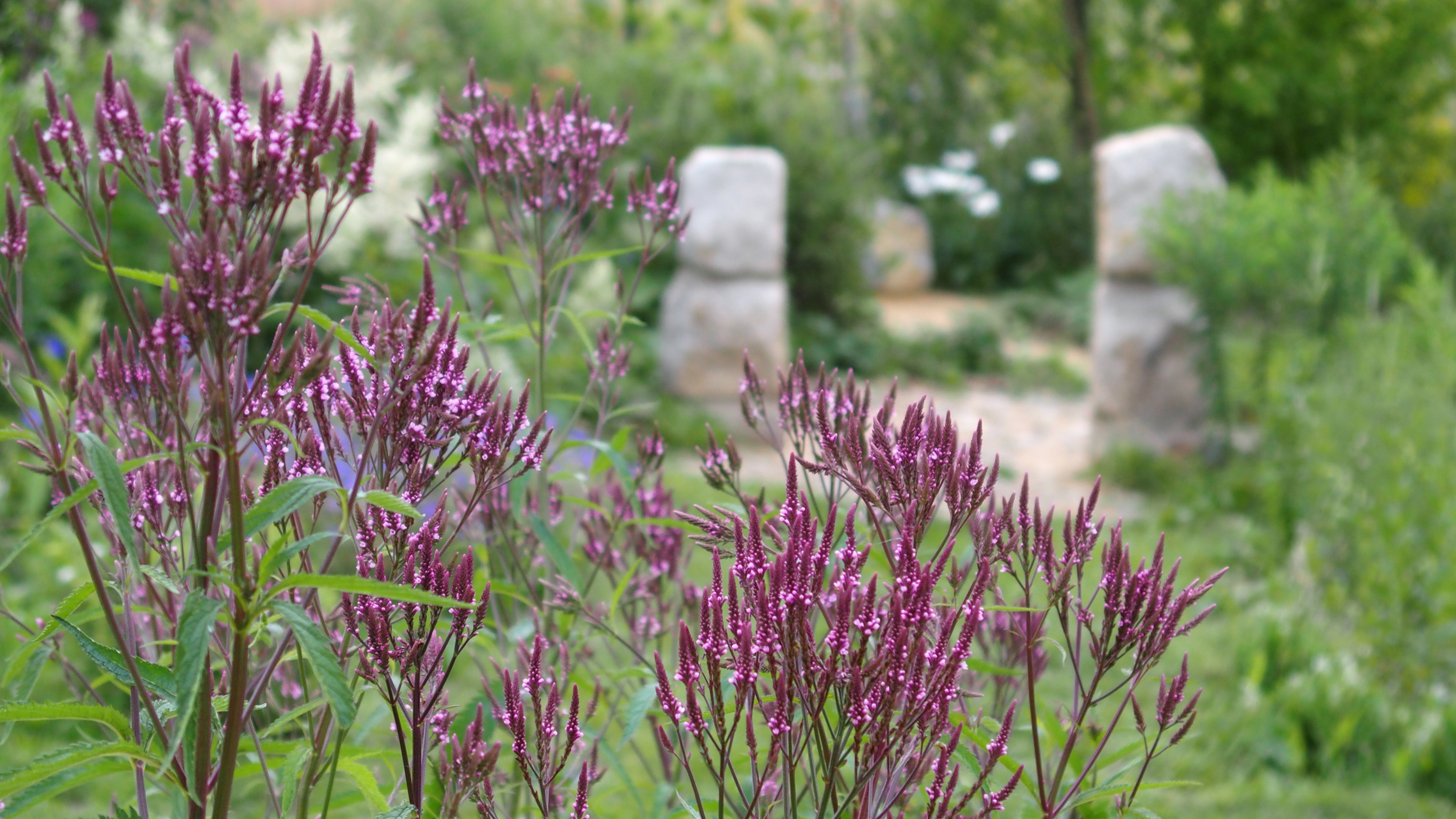 O. Rychnovský, Okolík - zahradník z kopce foto 3
