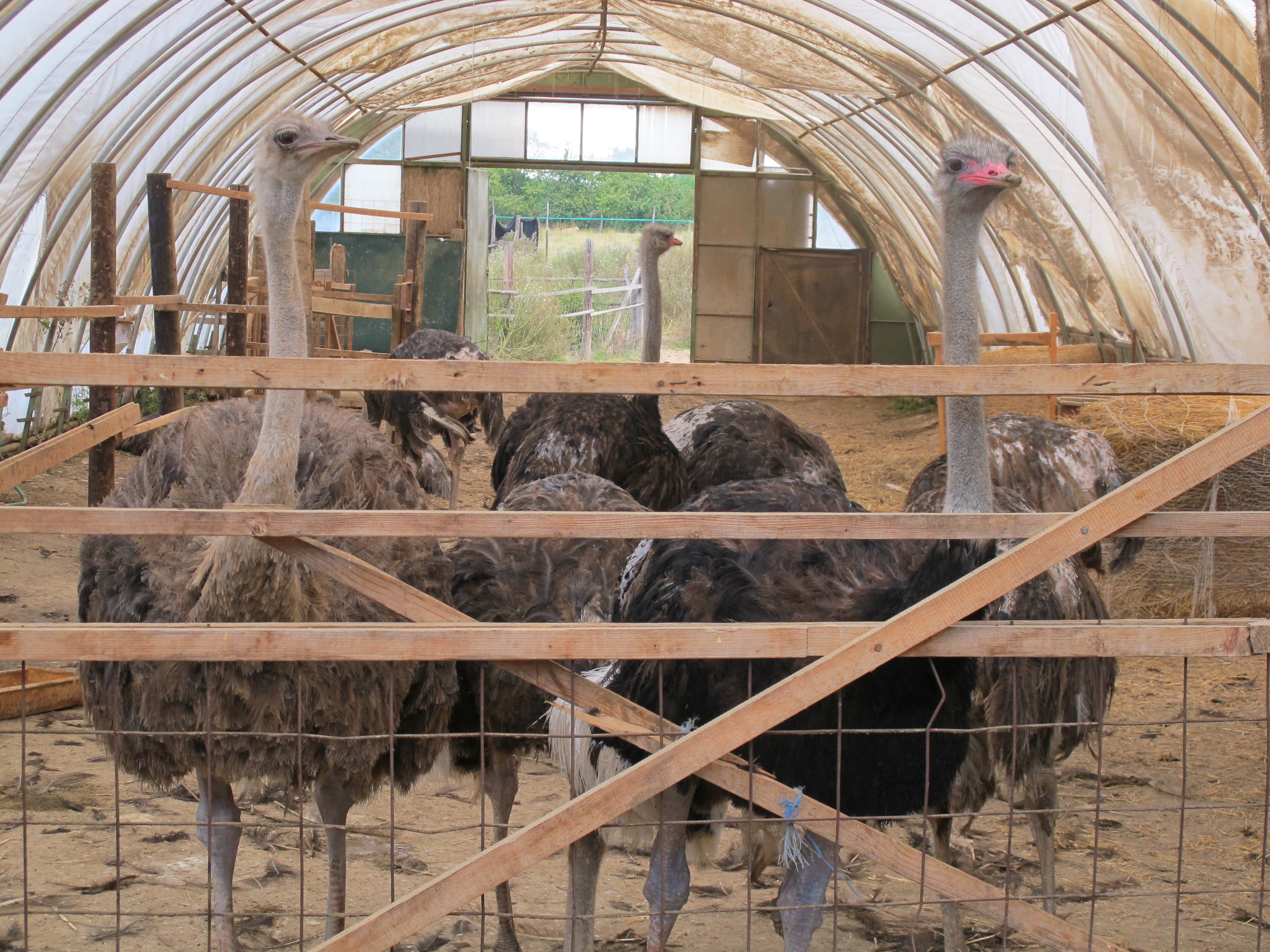 PŠTROSÍ FARMA Doubravice foto 5