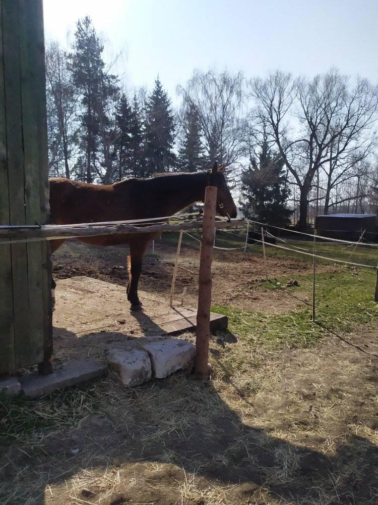 Chov a výcvik koní Petr Kub foto 6
