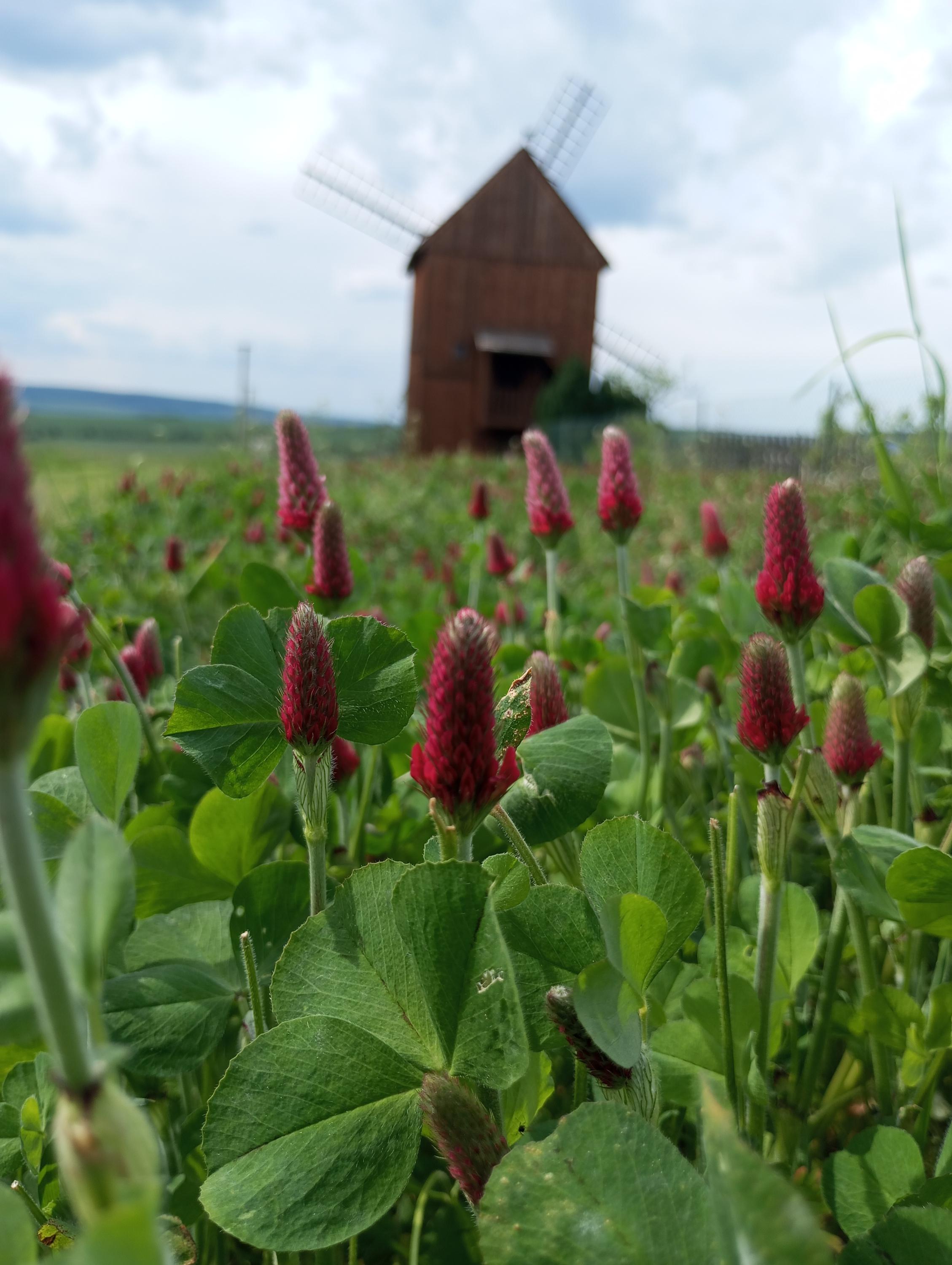 Větrný mlýn Velké Těšany foto 6