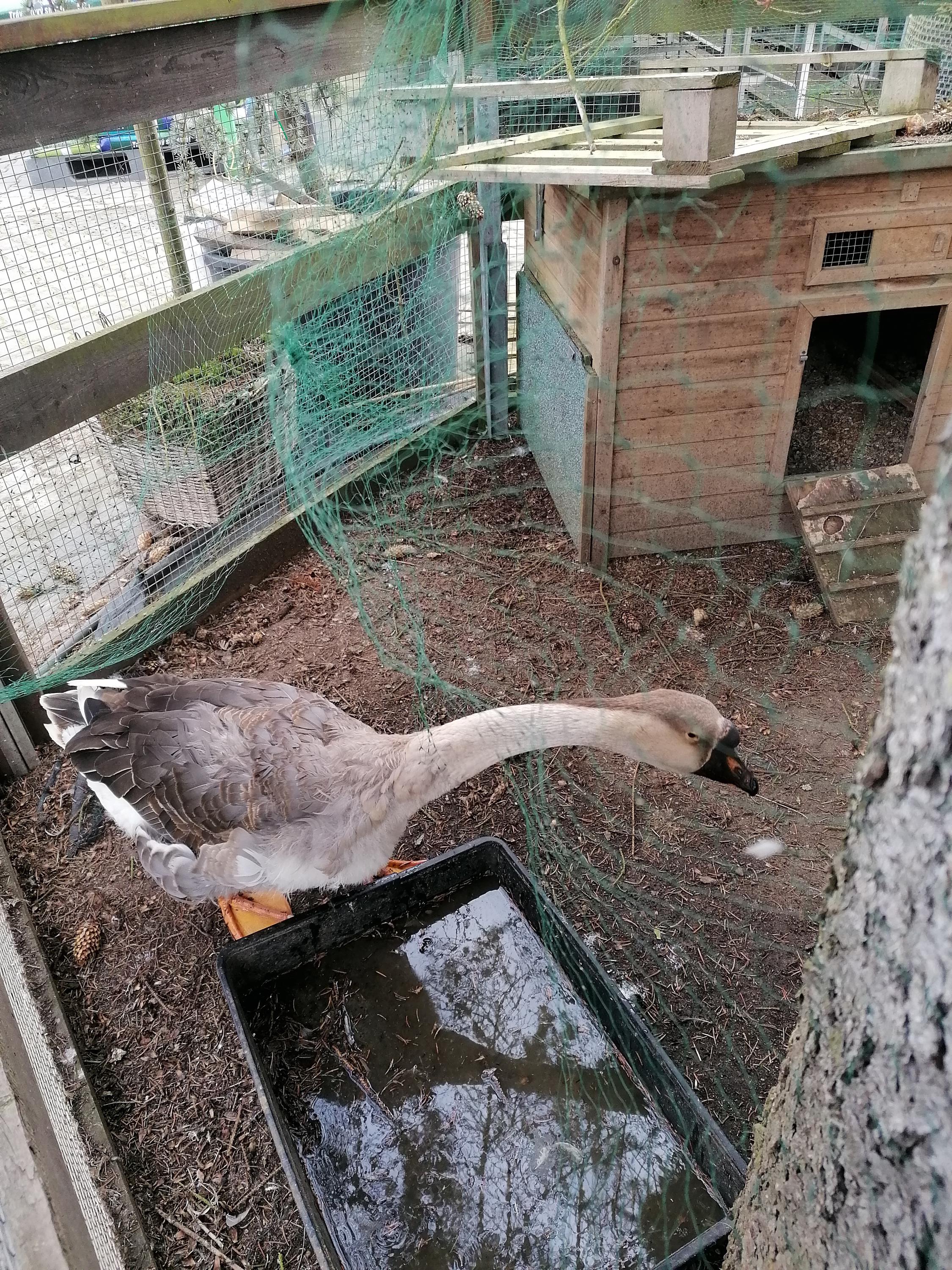 Zahradnictví u Kopřivů, s.r.o. foto 6