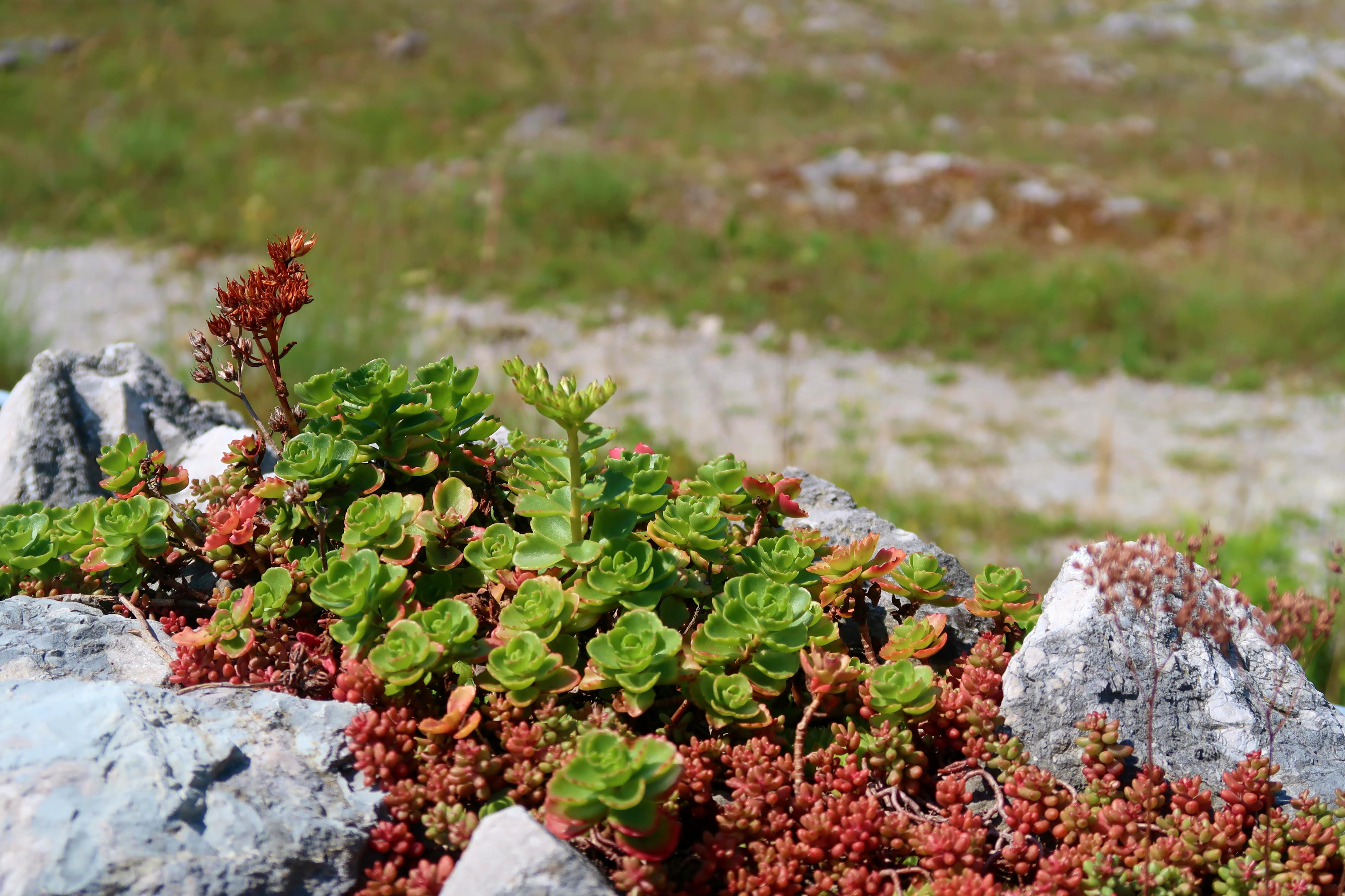 Botanická zahrada Štramberk