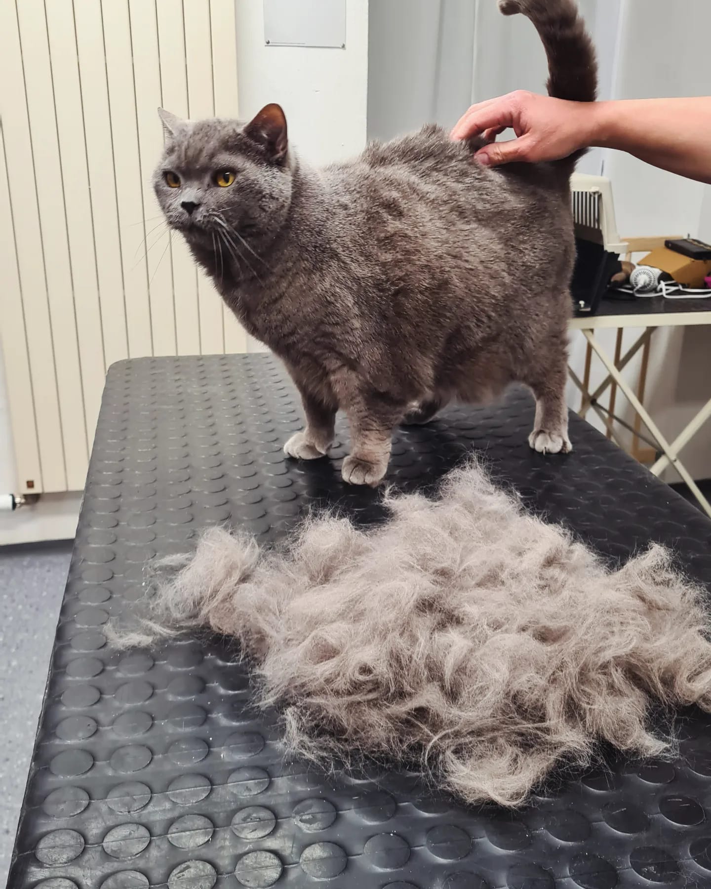 4 Tlapky - Pavla Kazdová foto 4