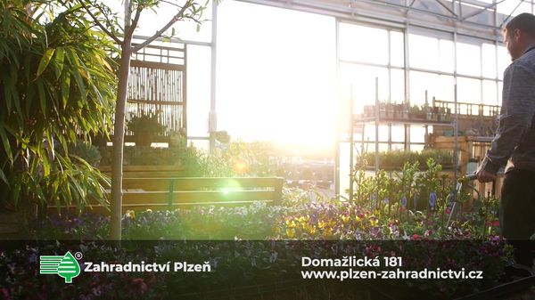 Prodej Ovocnych Stromku Plzen