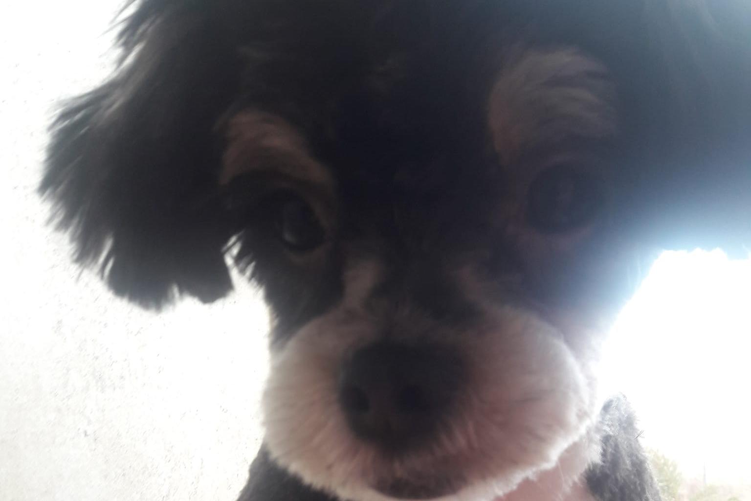 Stříhání psů  "Jedním tahem"