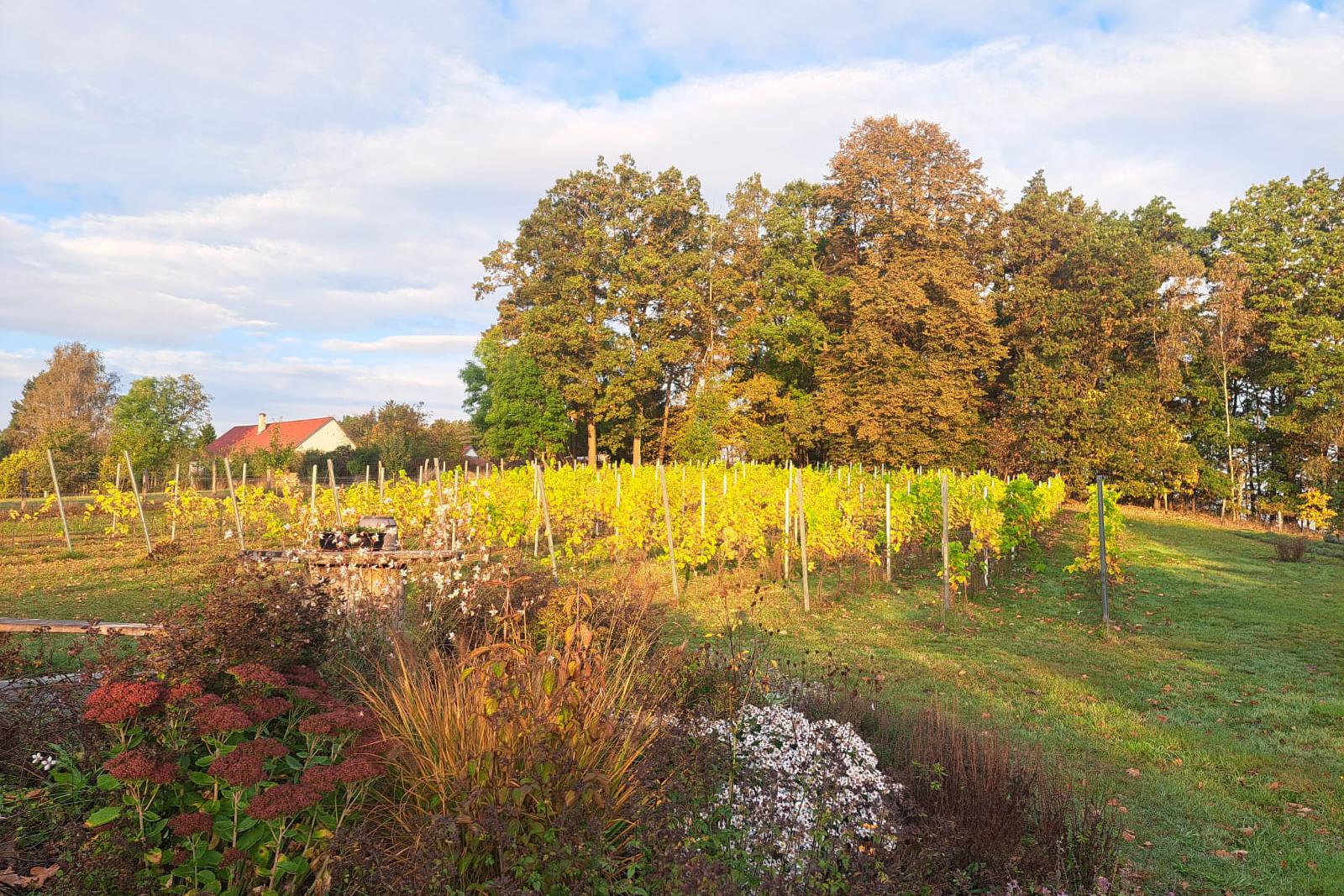 Zahrada s vinicí