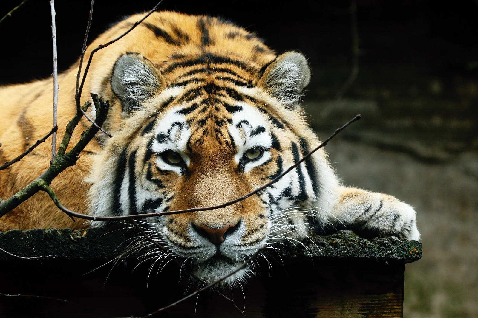 Zoo Praha foto 4