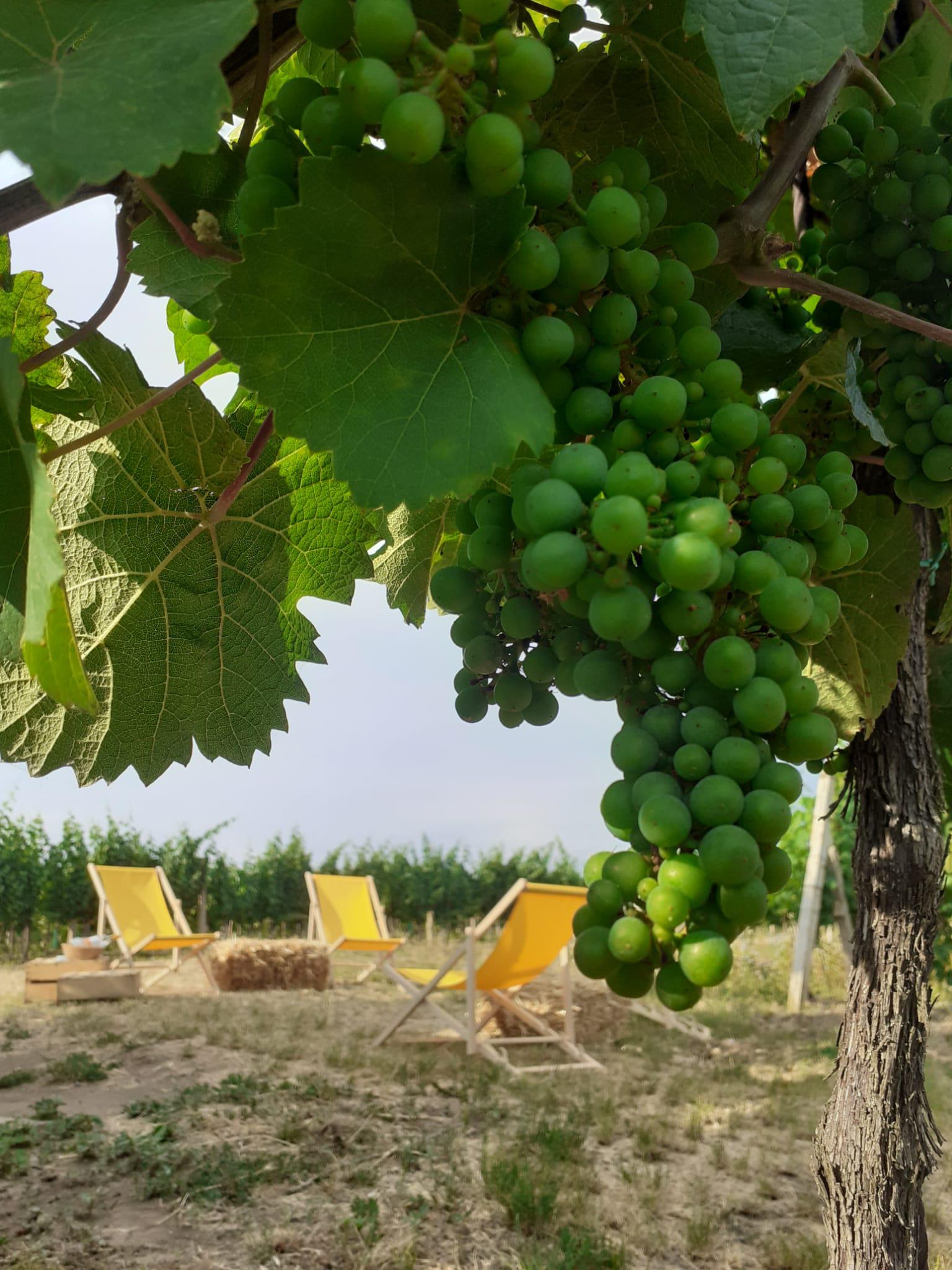 Bistro u Hroznové kozy foto 6