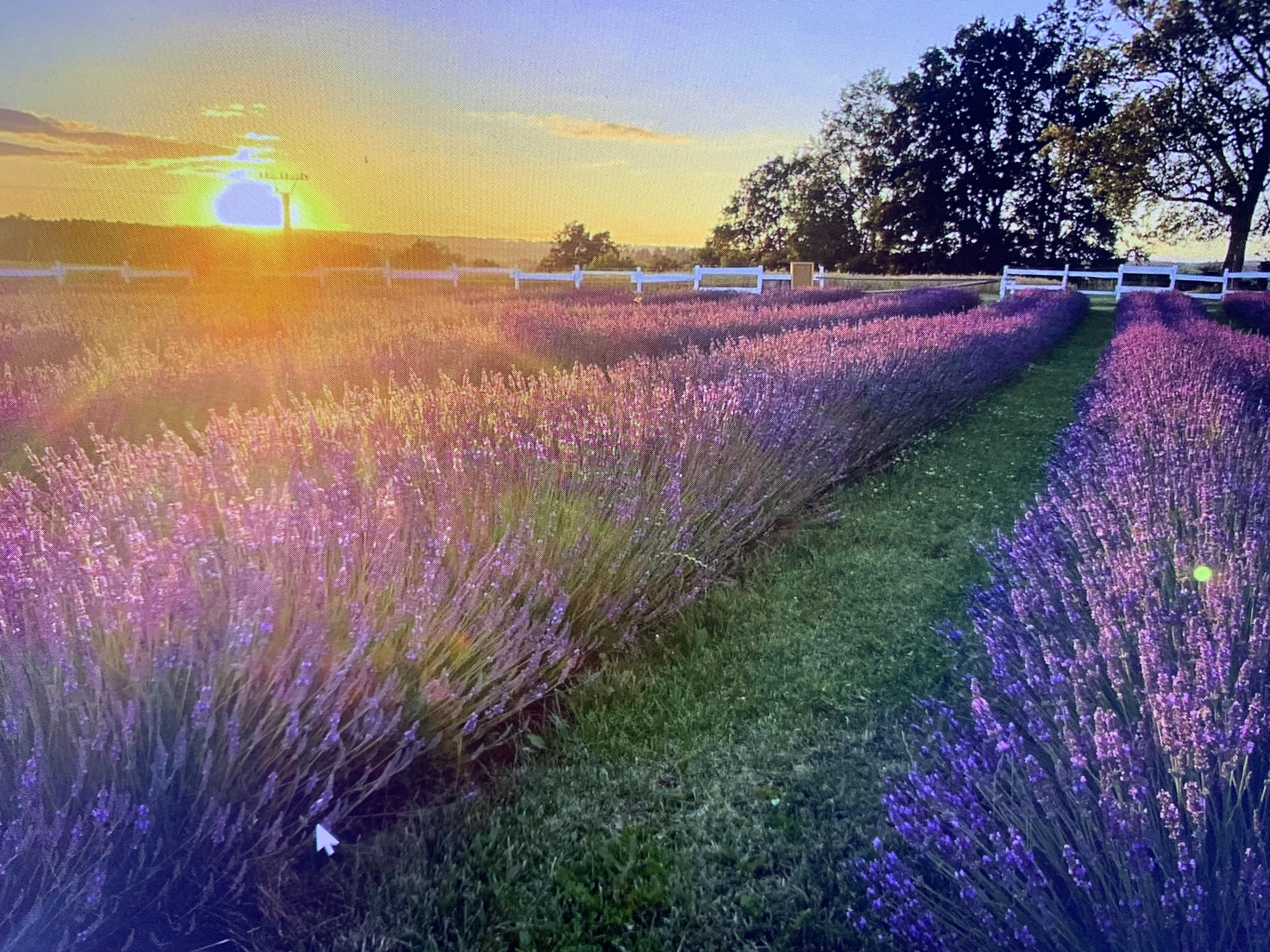 Královská levandule foto 2