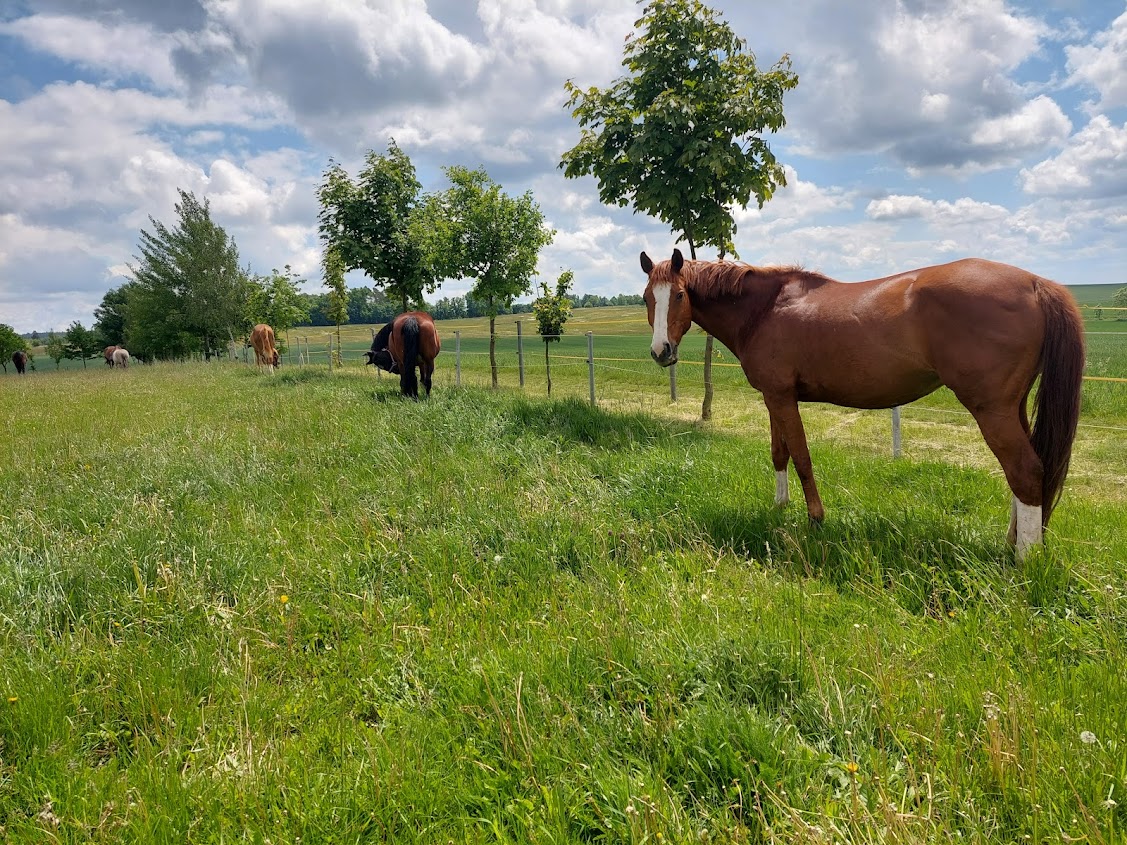 Jezdecký areál Konírna foto 3